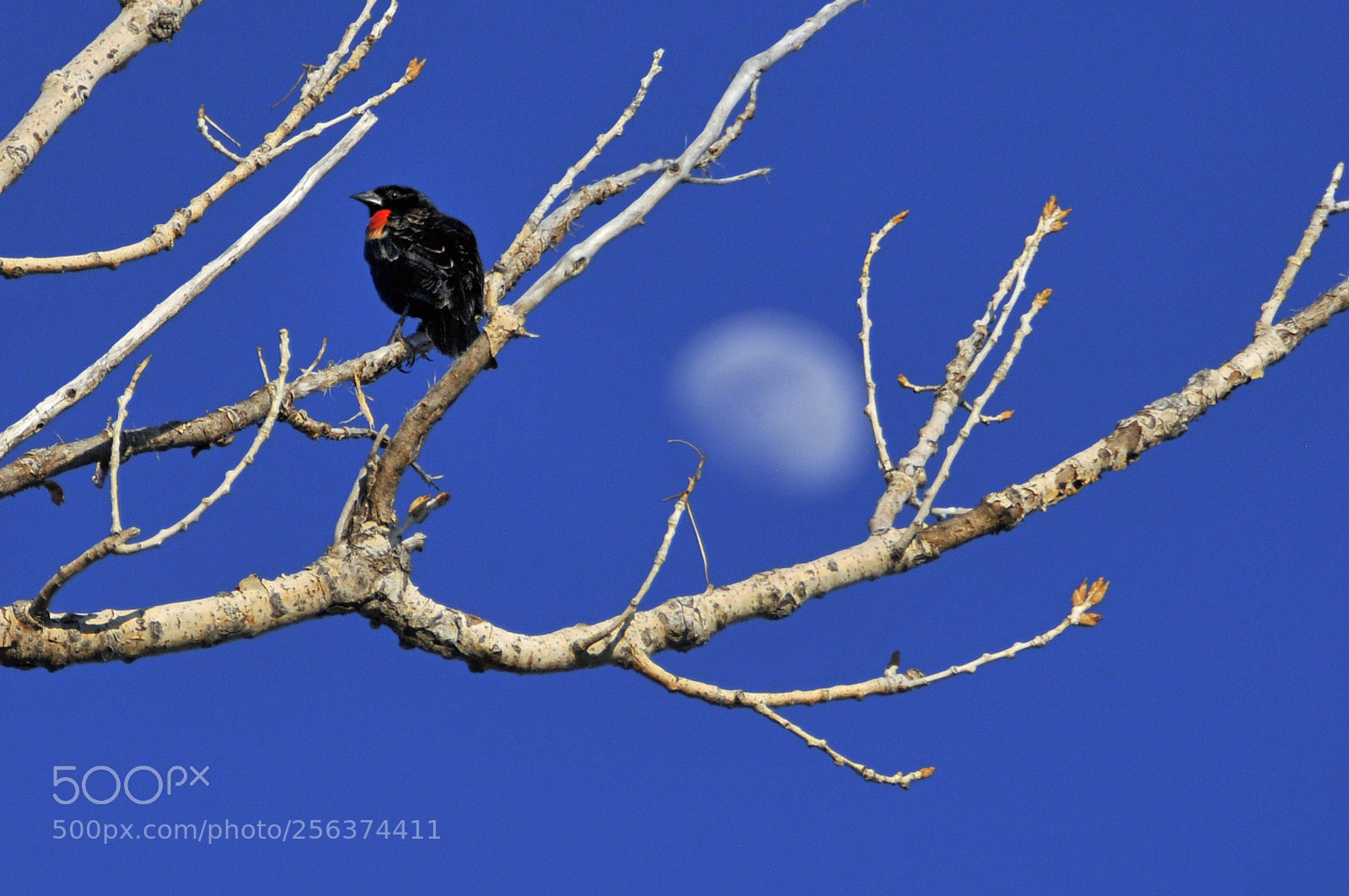 Nikon D300 sample photo. Red winged blackbird photography