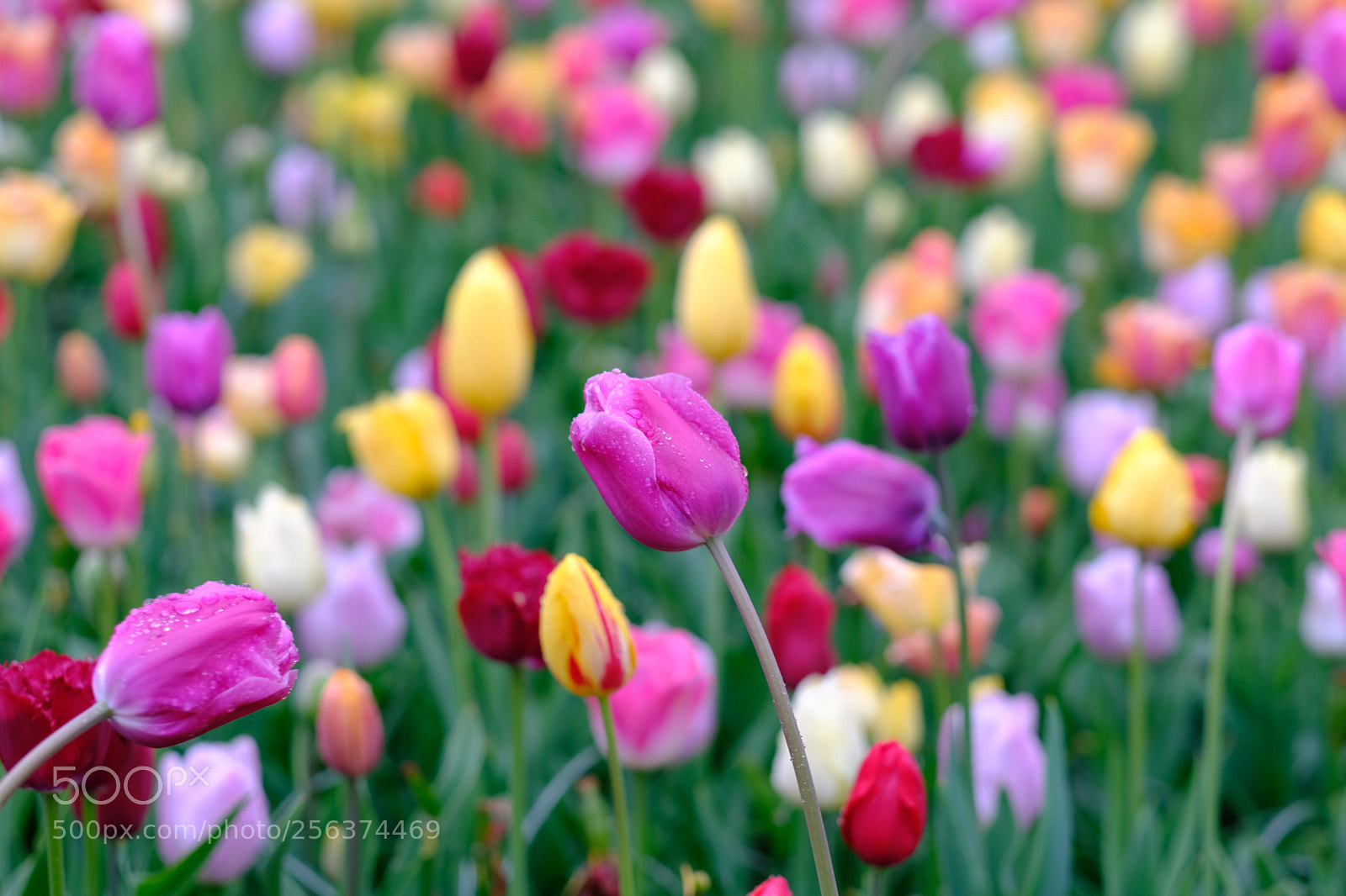 Fujifilm X-T20 sample photo. Tulip photography