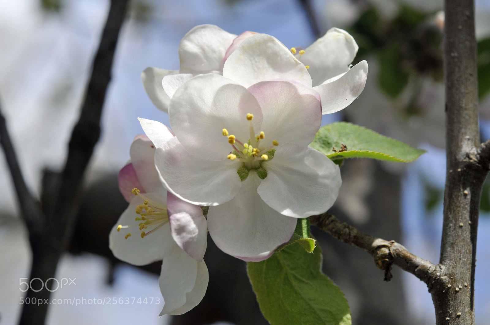 Nikon D300 sample photo. Future macintosh photography