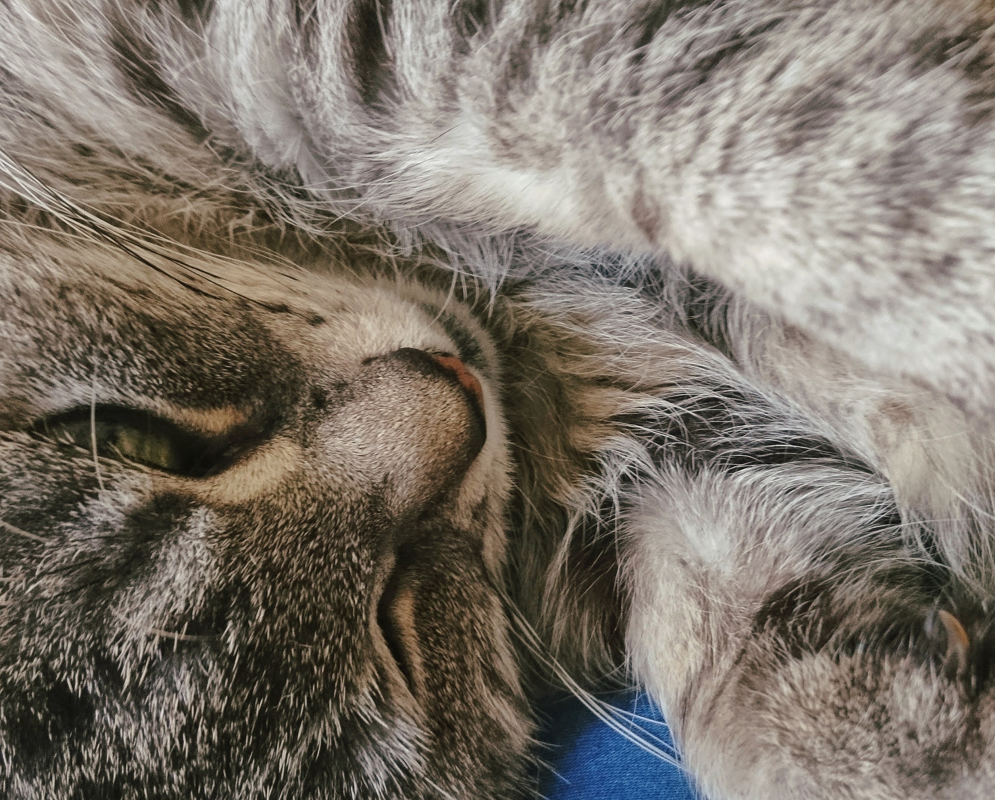 Sony Xperia X Compact sample photo. Cat photography