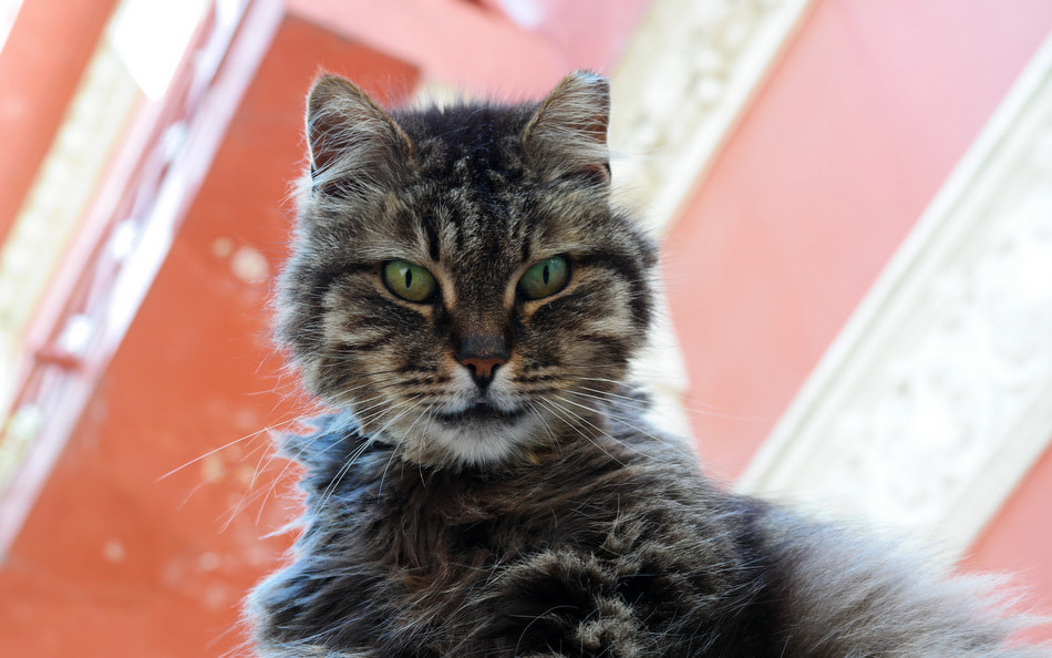 Samsung NX30 sample photo. ... photography