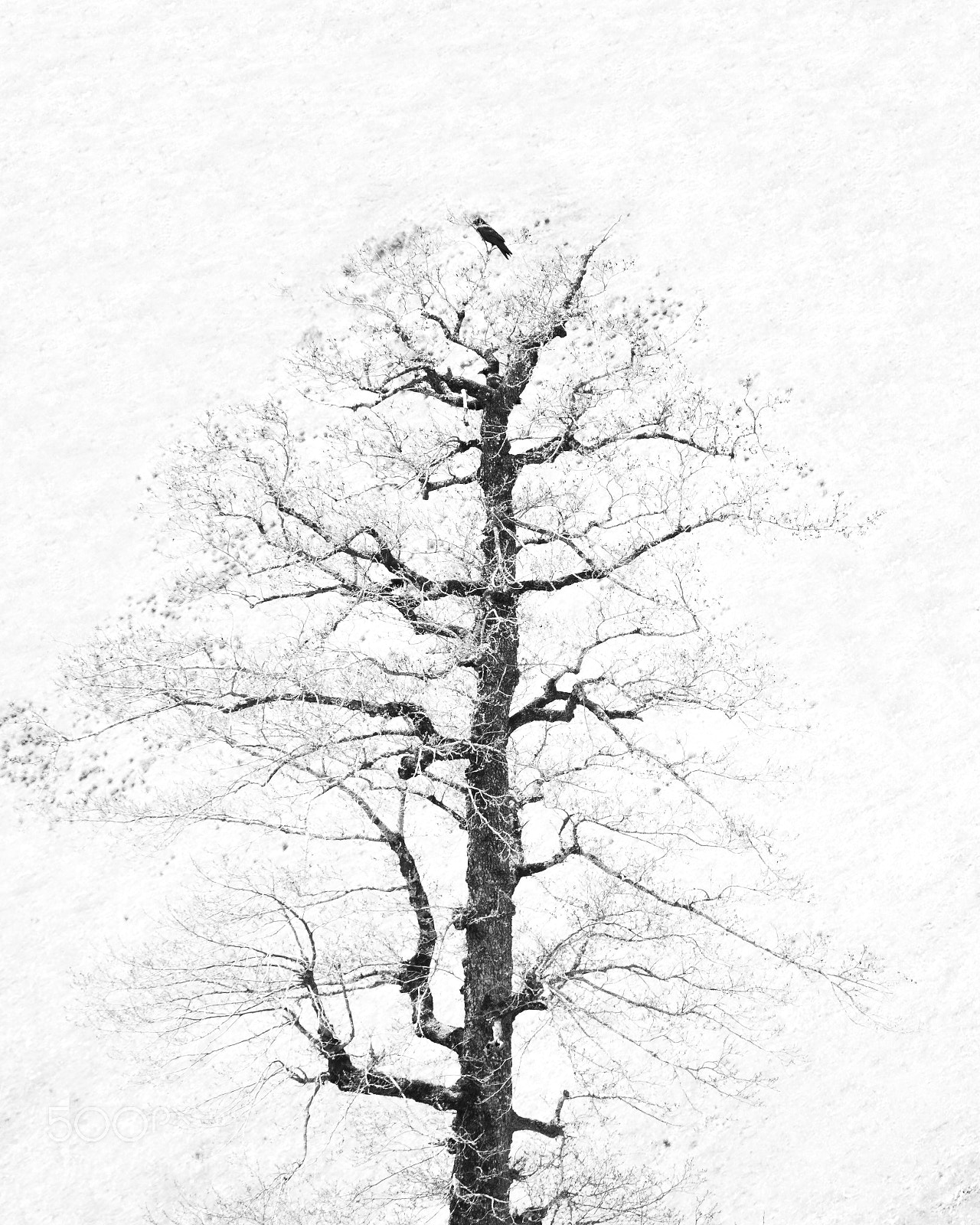 Nikon D7100 sample photo. Tree photography