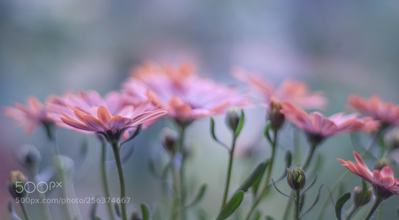 Nikon D90 sample photo. Flowers photography