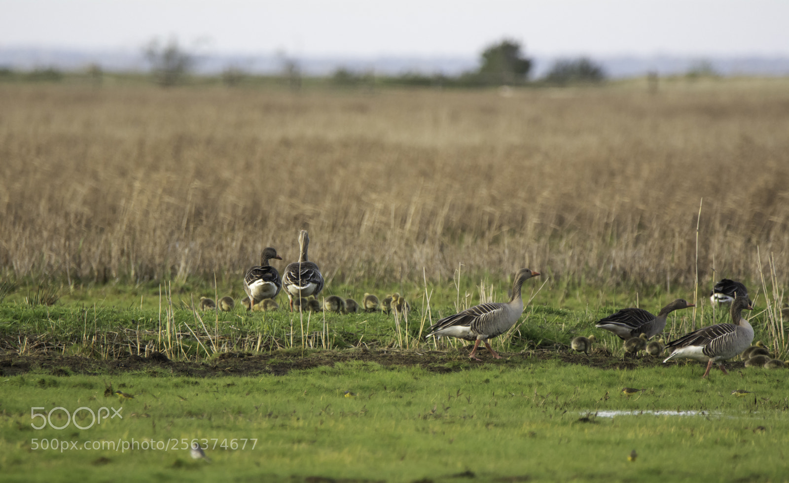 Nikon D7100 sample photo. Gęgawa(anser anser). photography
