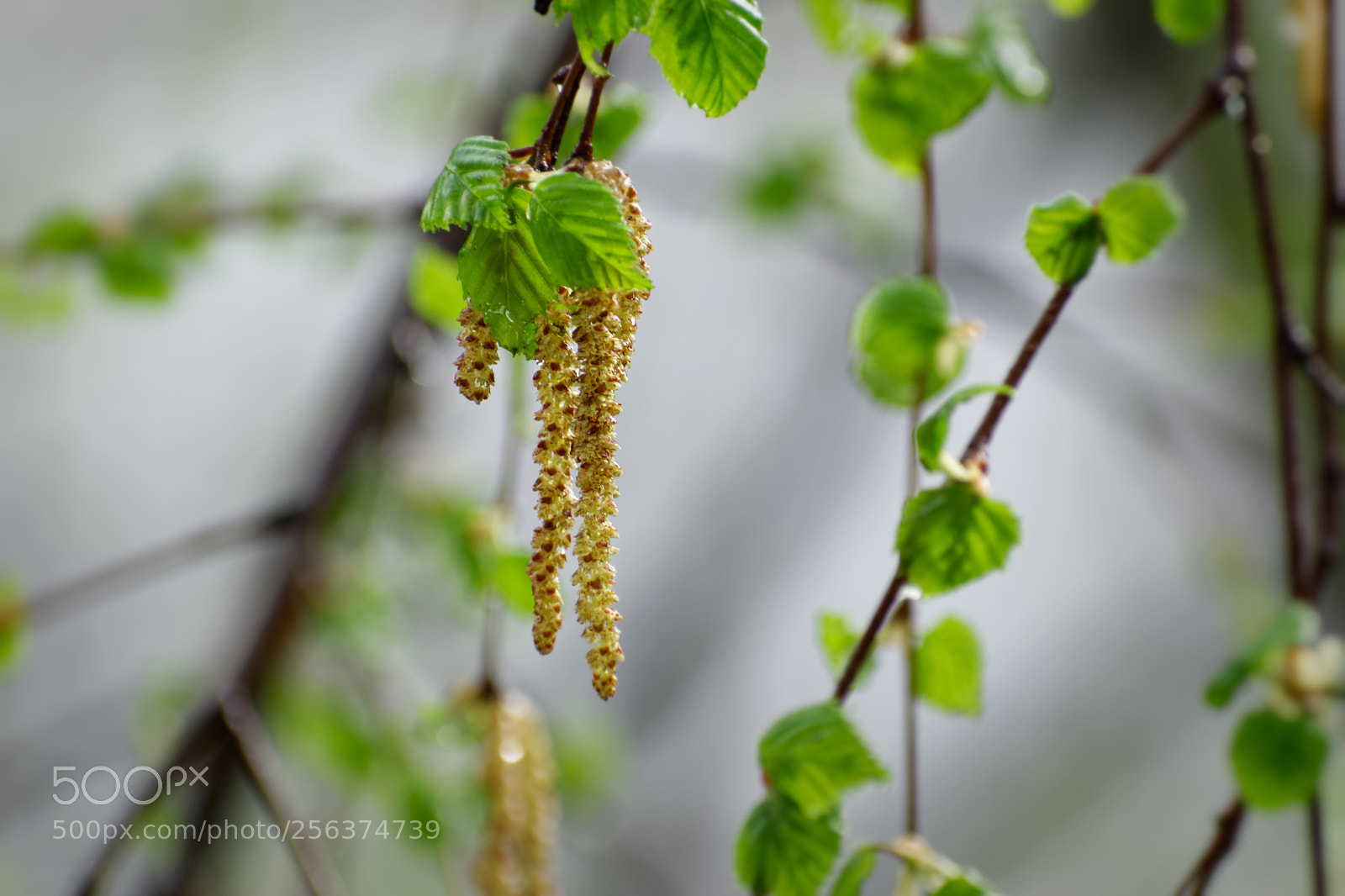 Nikon D5500 sample photo. 7274 photography