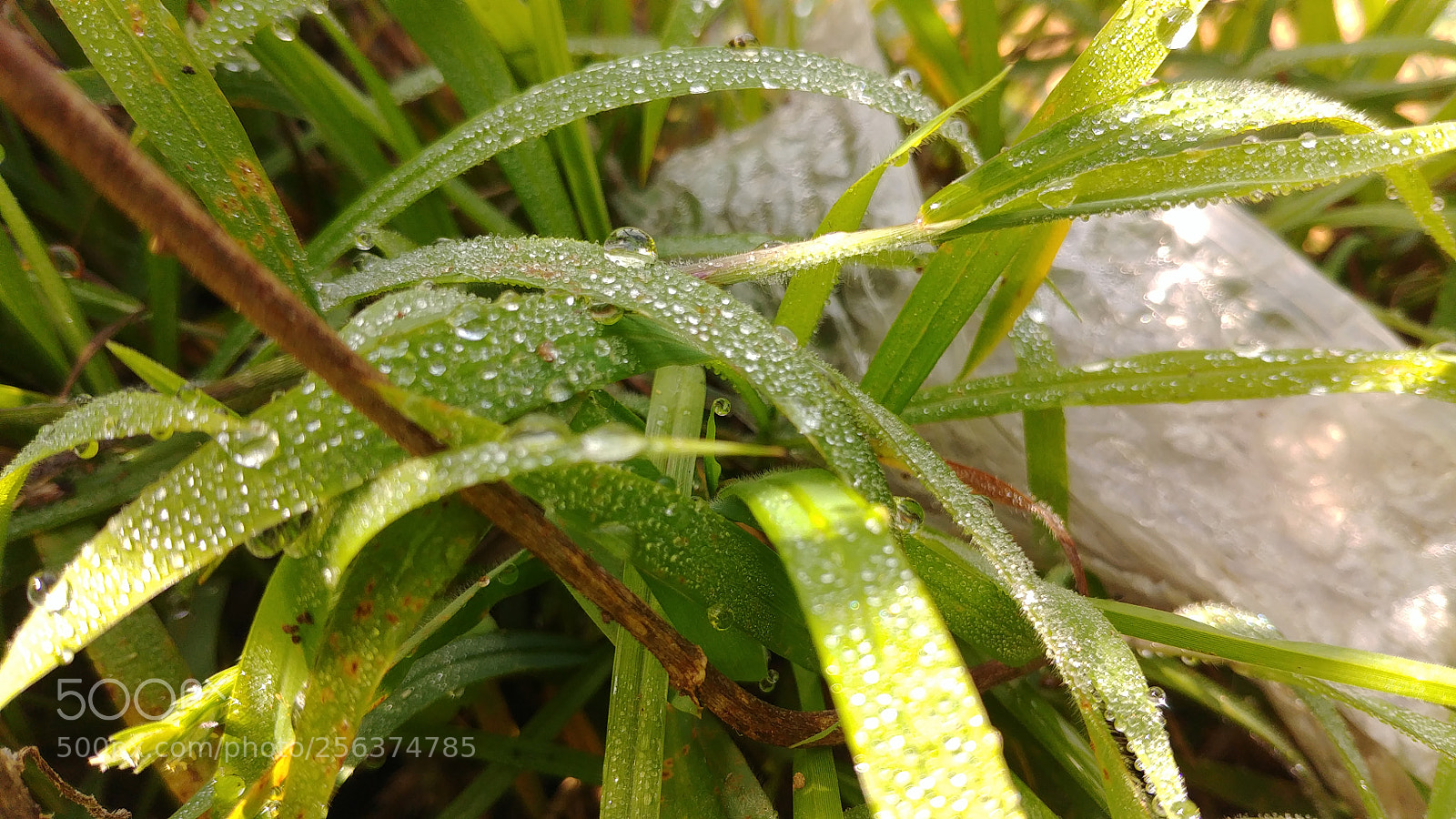 LG G6 sample photo. Drops can live until photography