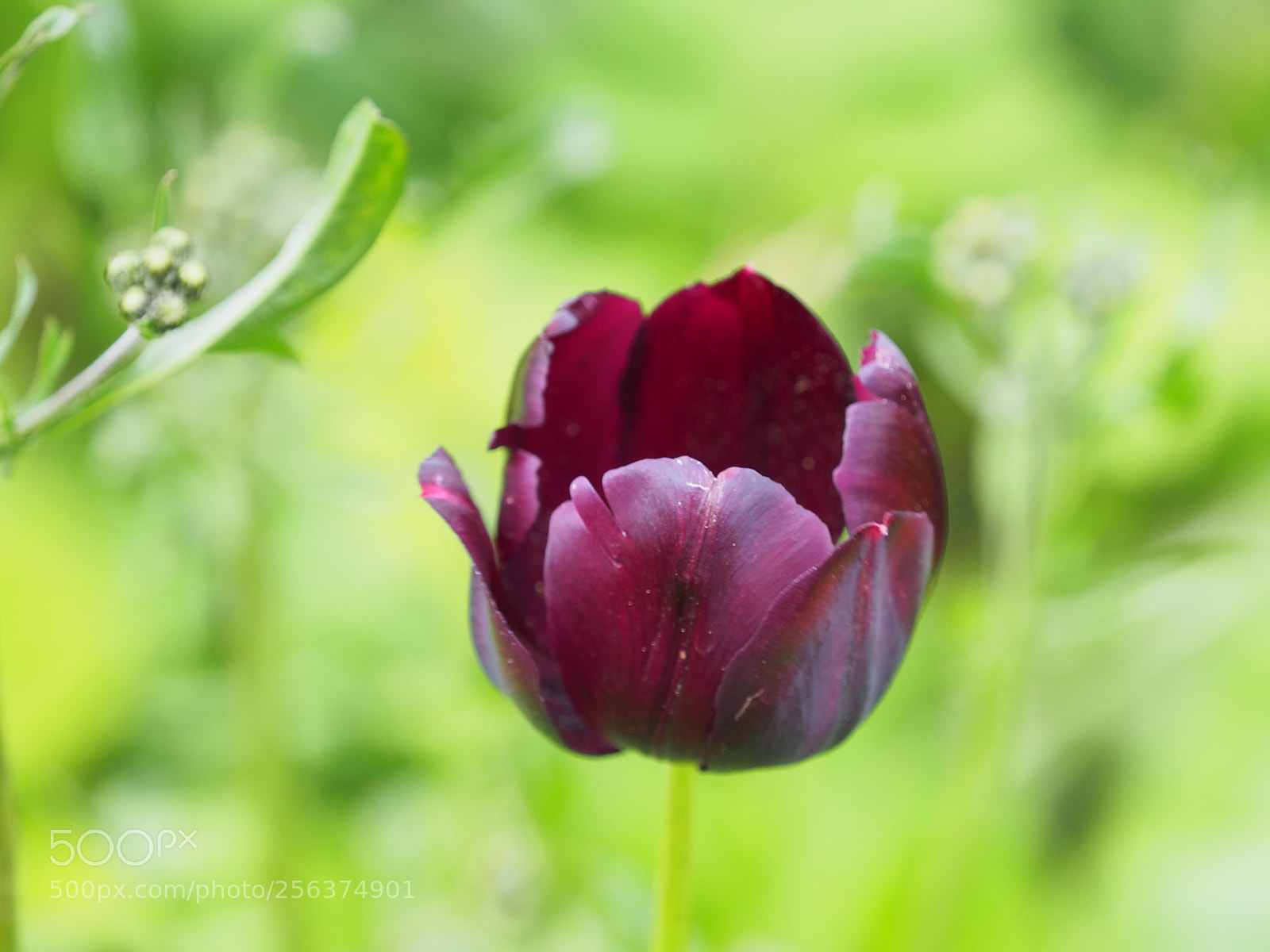 Olympus OM-D E-M5 II sample photo. Lila tulpe photography