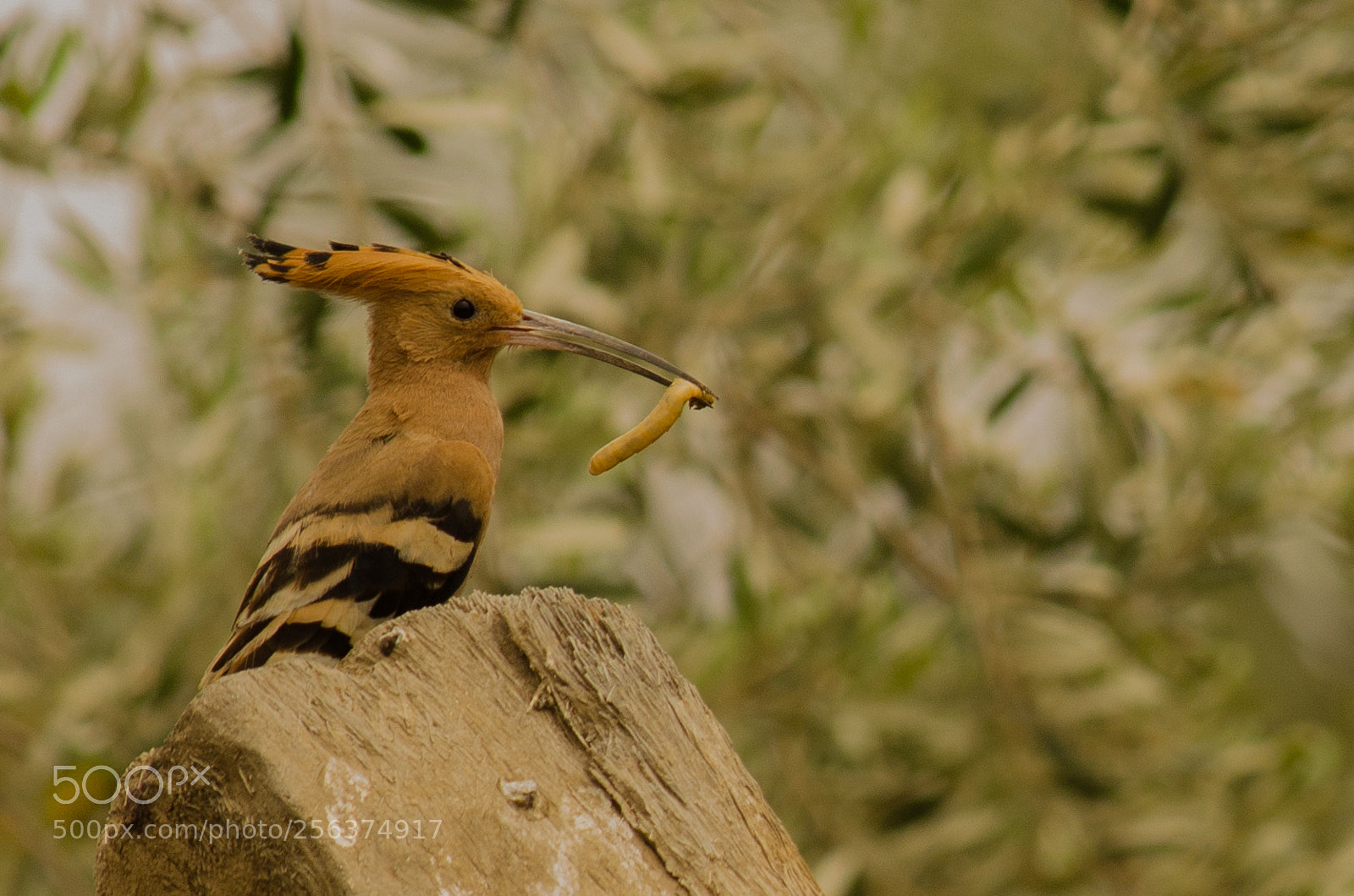 Nikon D7000 sample photo. Hoopoe photography