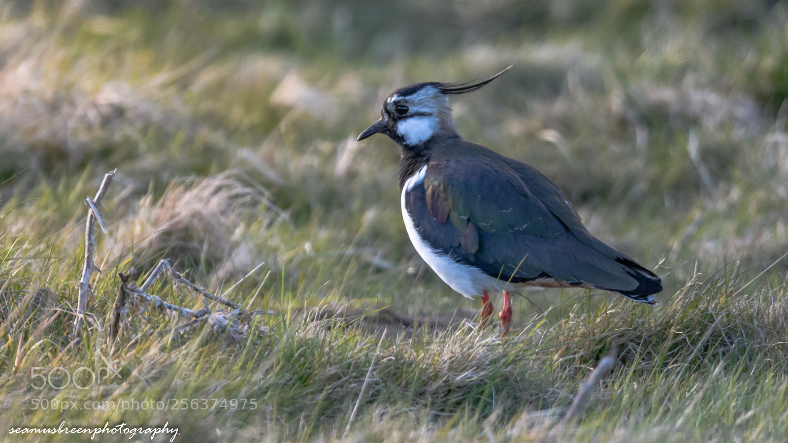 Nikon D850 sample photo. Peewit or lapwing photography