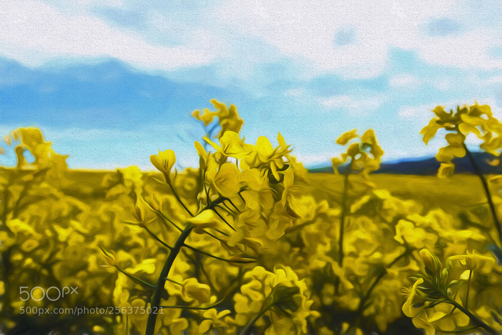 Nikon D750 sample photo. Rapeseed photography