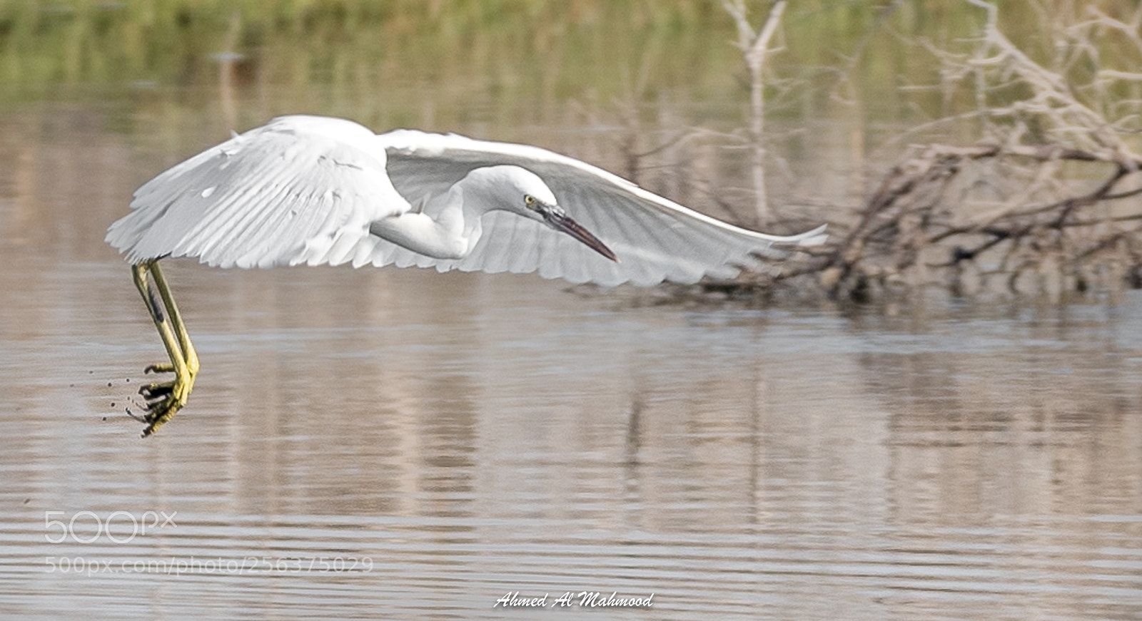 Nikon D750 sample photo. Covering bird photography