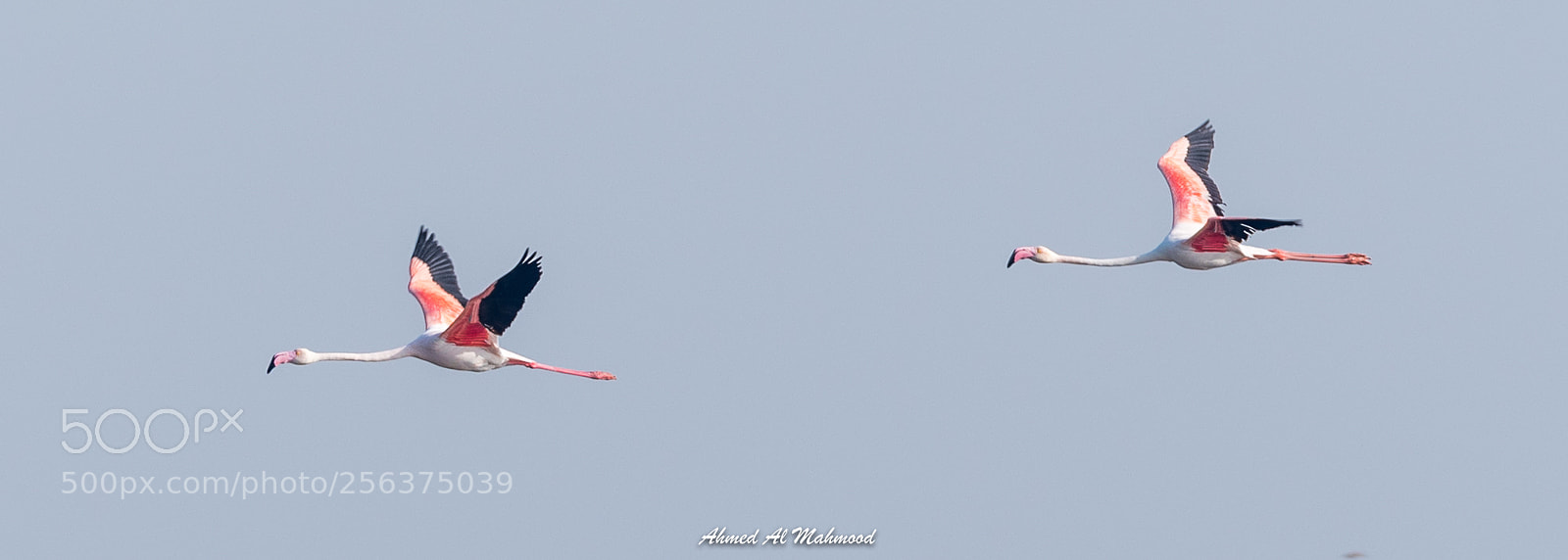 Nikon D750 sample photo. Fly away photography