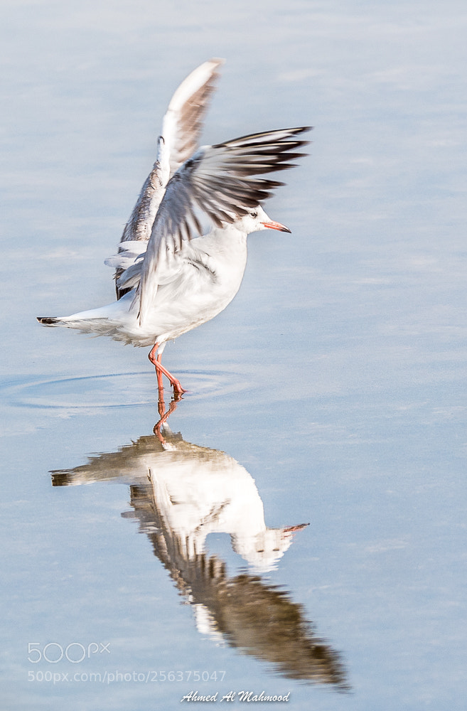 Nikon D750 sample photo. Open wings photography