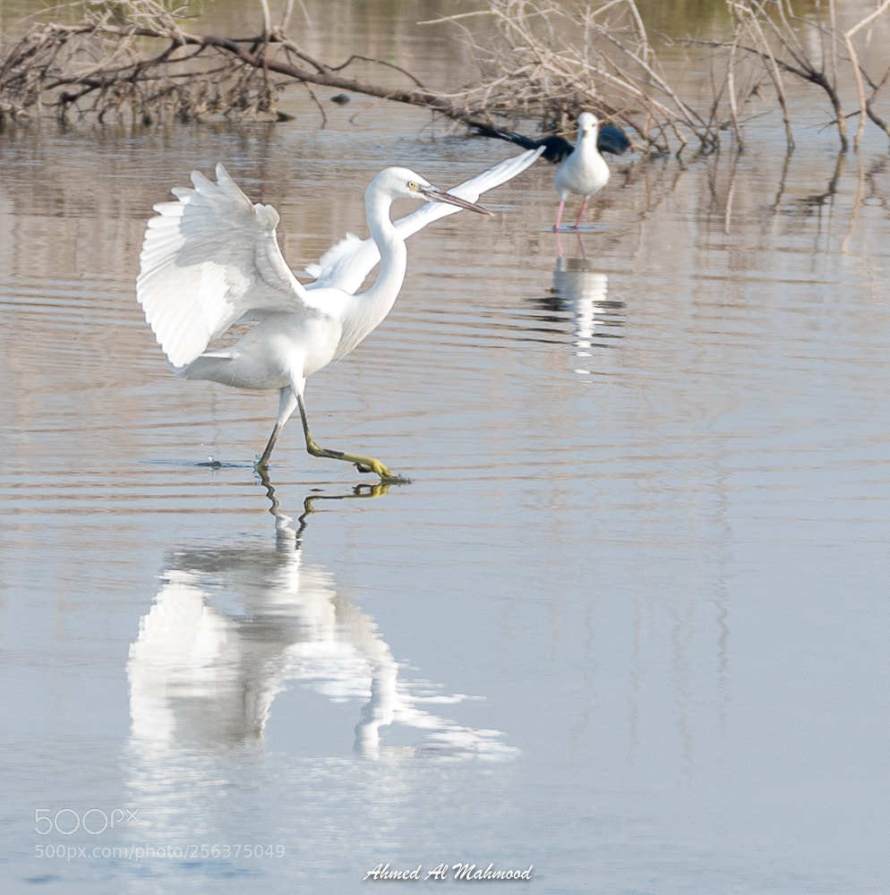 Nikon D750 sample photo. Pride walking photography