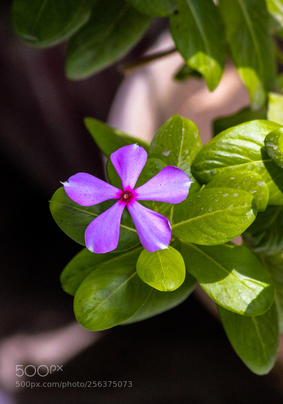 Canon EOS 1200D (EOS Rebel T5 / EOS Kiss X70 / EOS Hi) sample photo. Watch calmly photography