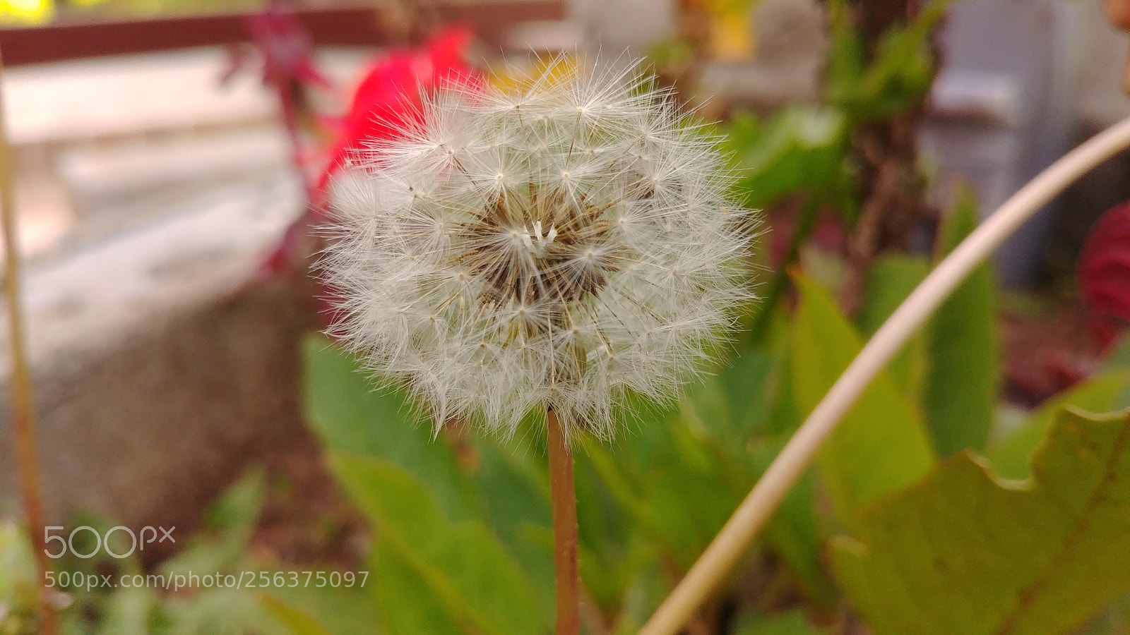 LG G6 sample photo. Feather ball.. photography