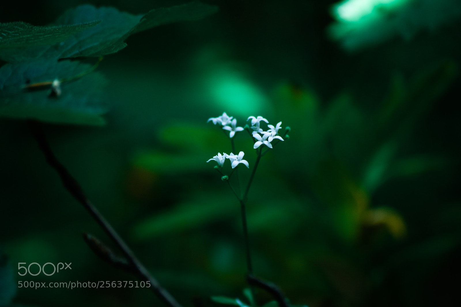 Nikon D5500 sample photo. Untitled photography