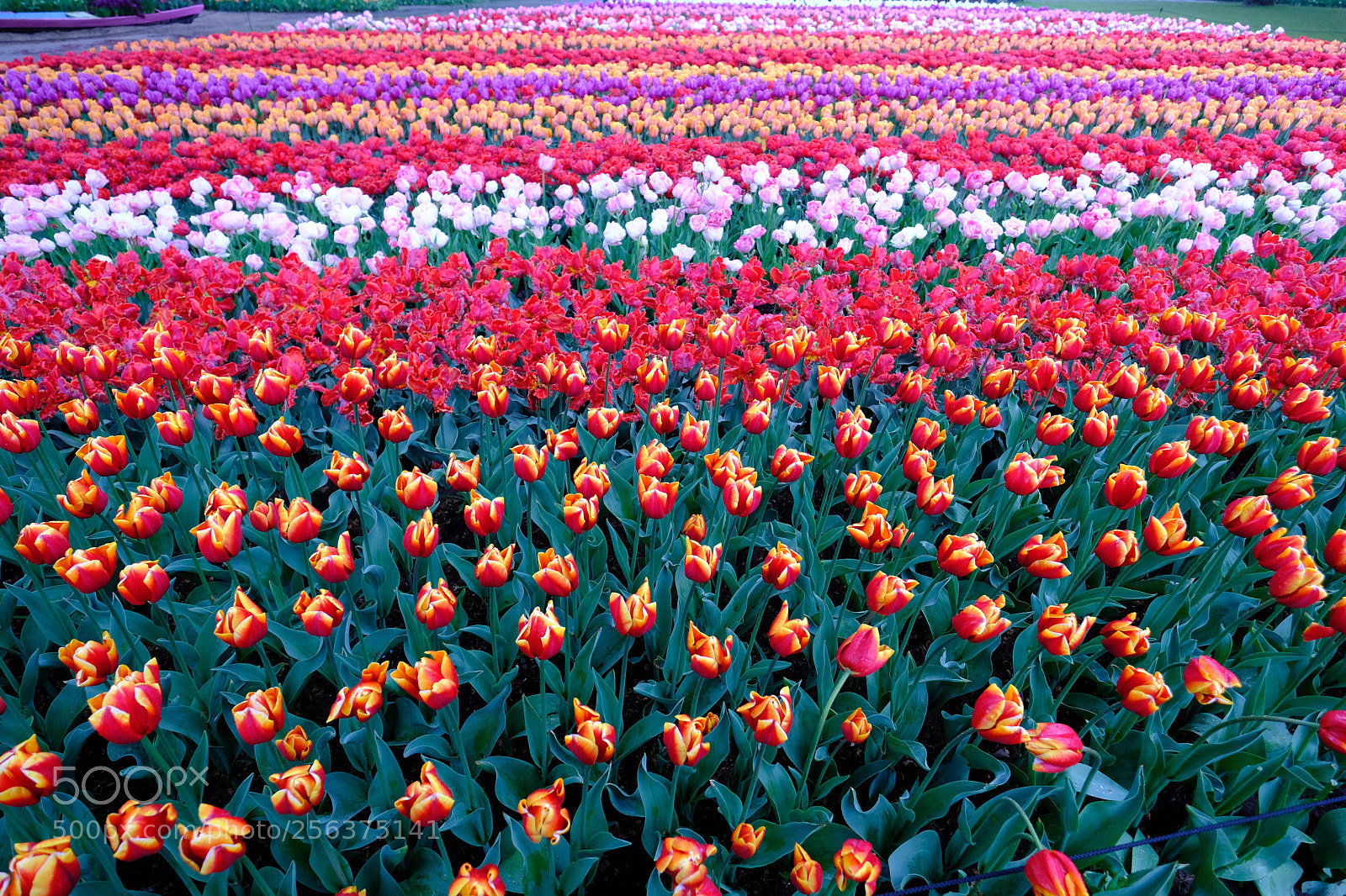 Fujifilm X-T20 sample photo. Tulips photography