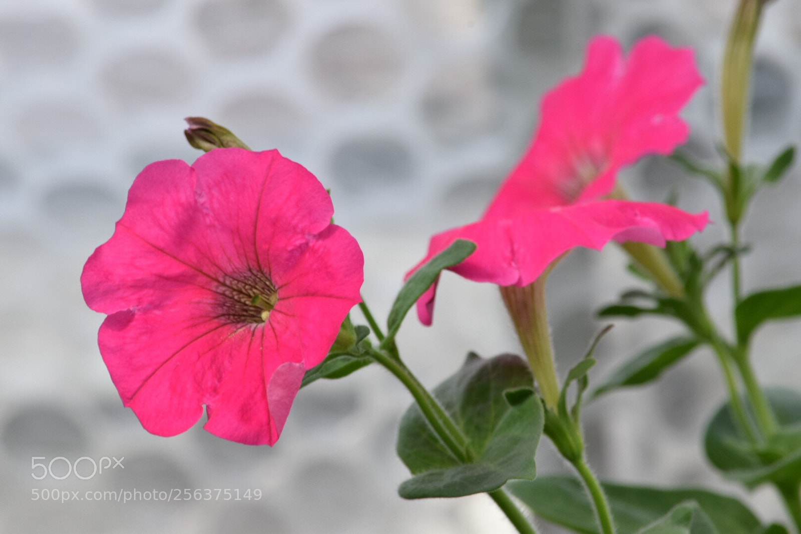 Nikon D5300 sample photo. Untitled photography