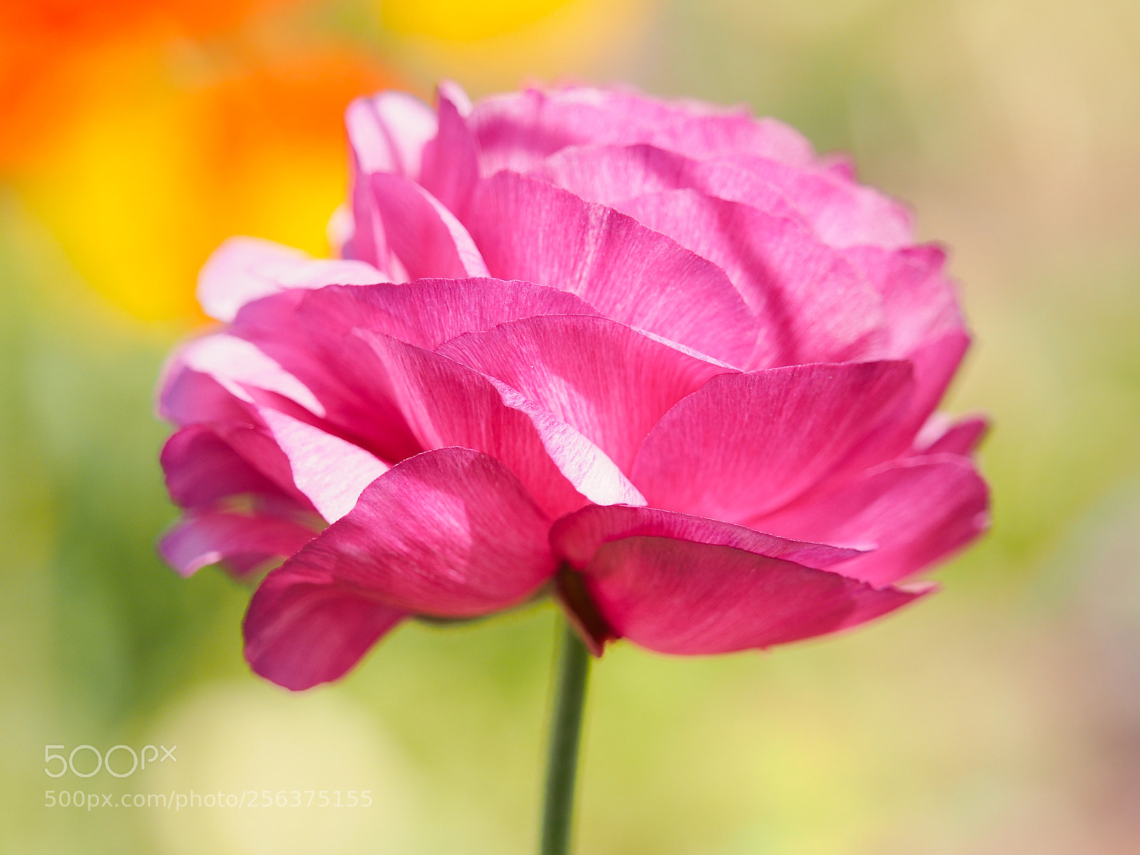 Olympus OM-D E-M5 sample photo. Pink photography