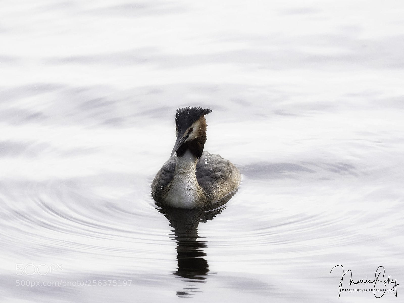 Olympus OM-D E-M1 Mark II sample photo. Beautiful grebe photography