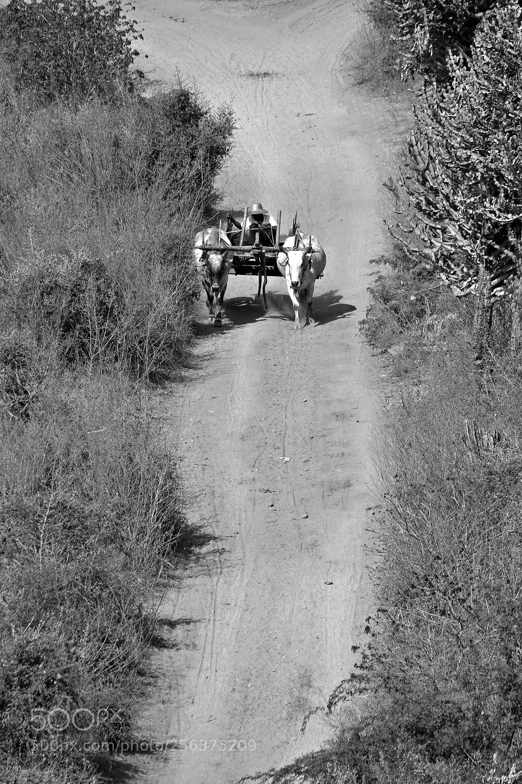 Canon EOS 400D (EOS Digital Rebel XTi / EOS Kiss Digital X) sample photo. Driving a wooden cart ΙΙ photography