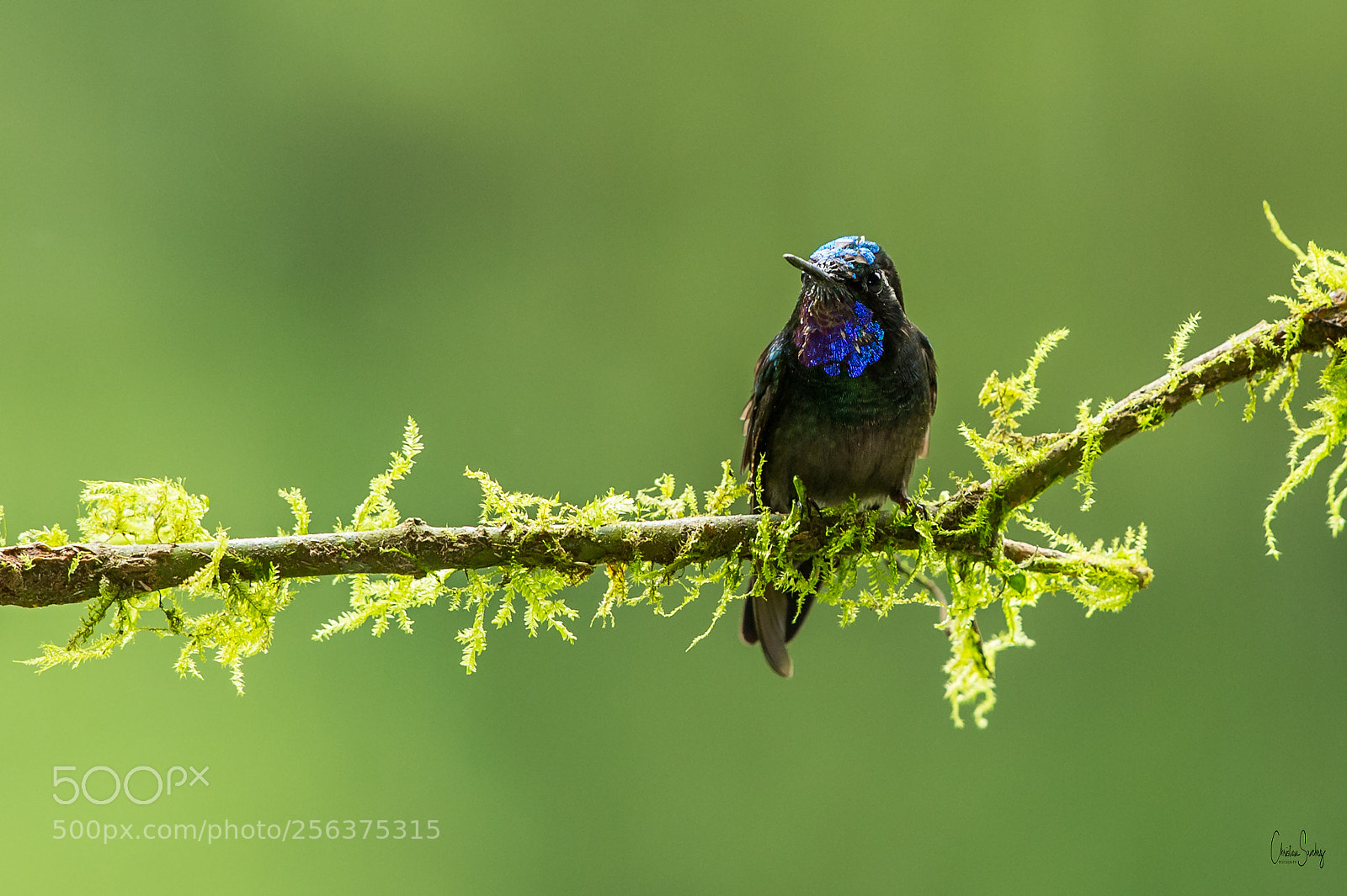 Nikon D4 sample photo. Purple-throated mountaingem photography