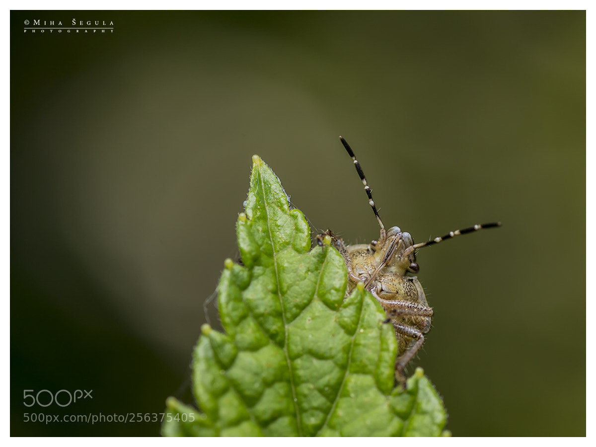 Nikon D7100 sample photo. (674) photography