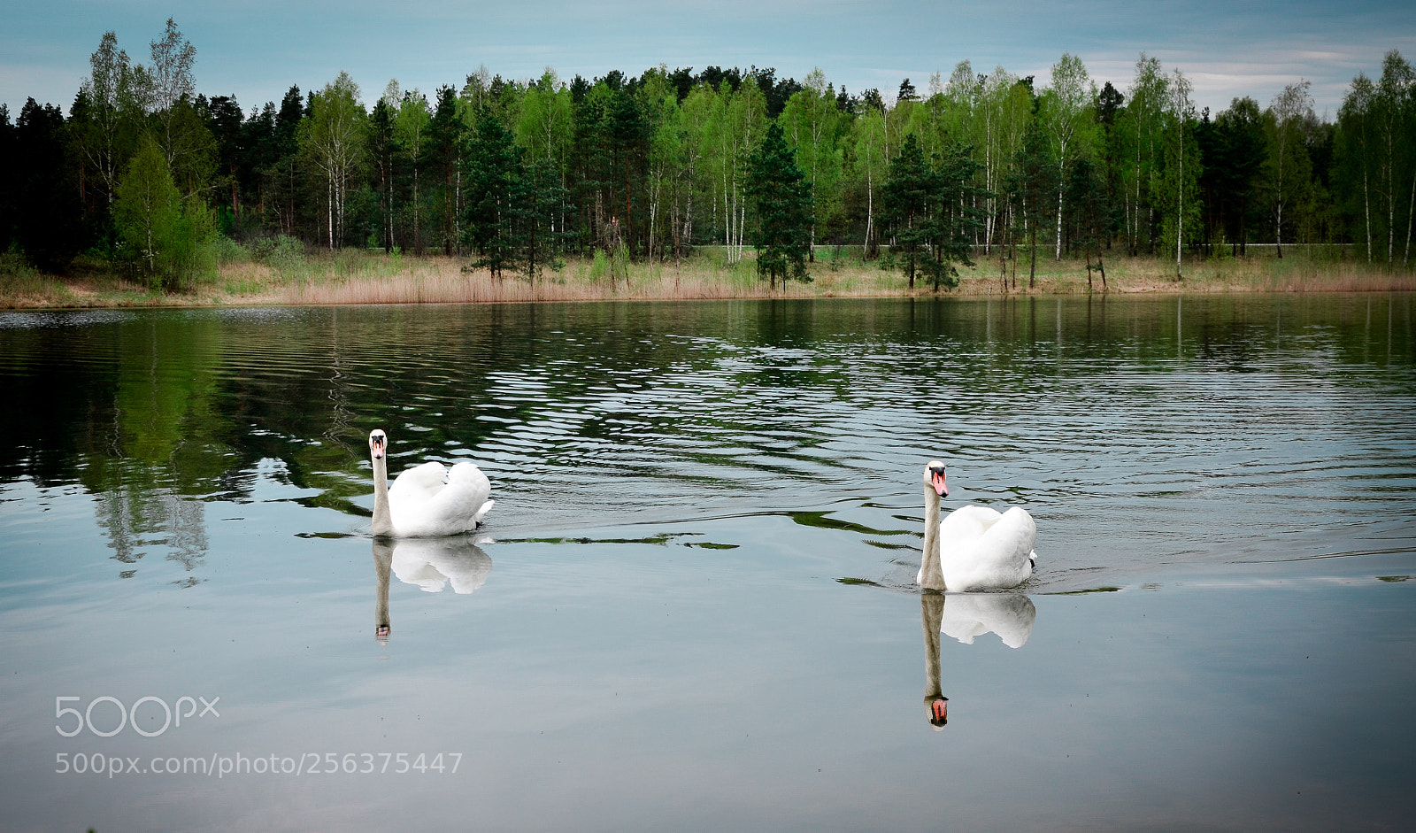 Nikon D5100 sample photo. Swans photography