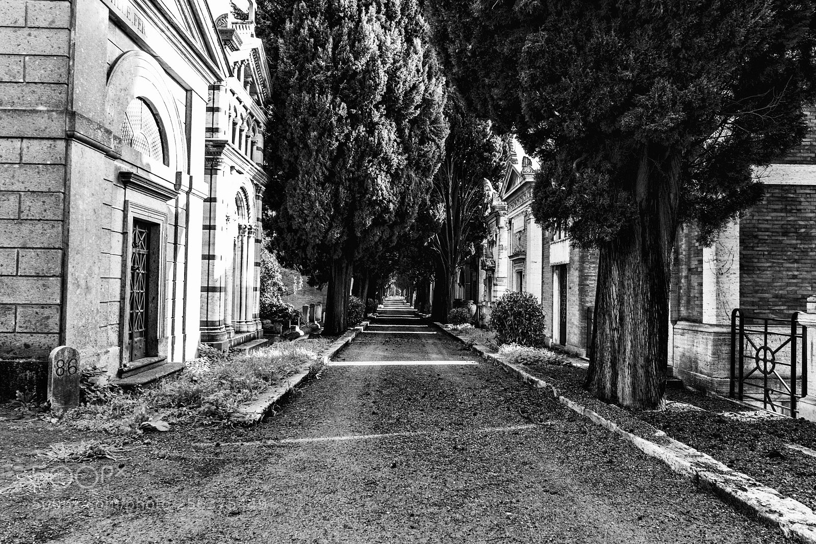 Nikon D5300 sample photo. Avenue photography
