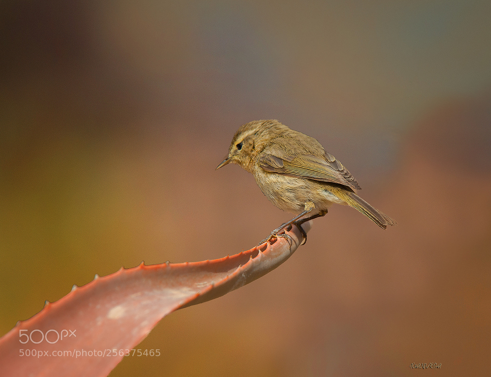 Sony Alpha DSLR-A290 sample photo. Mosquitero canario photography