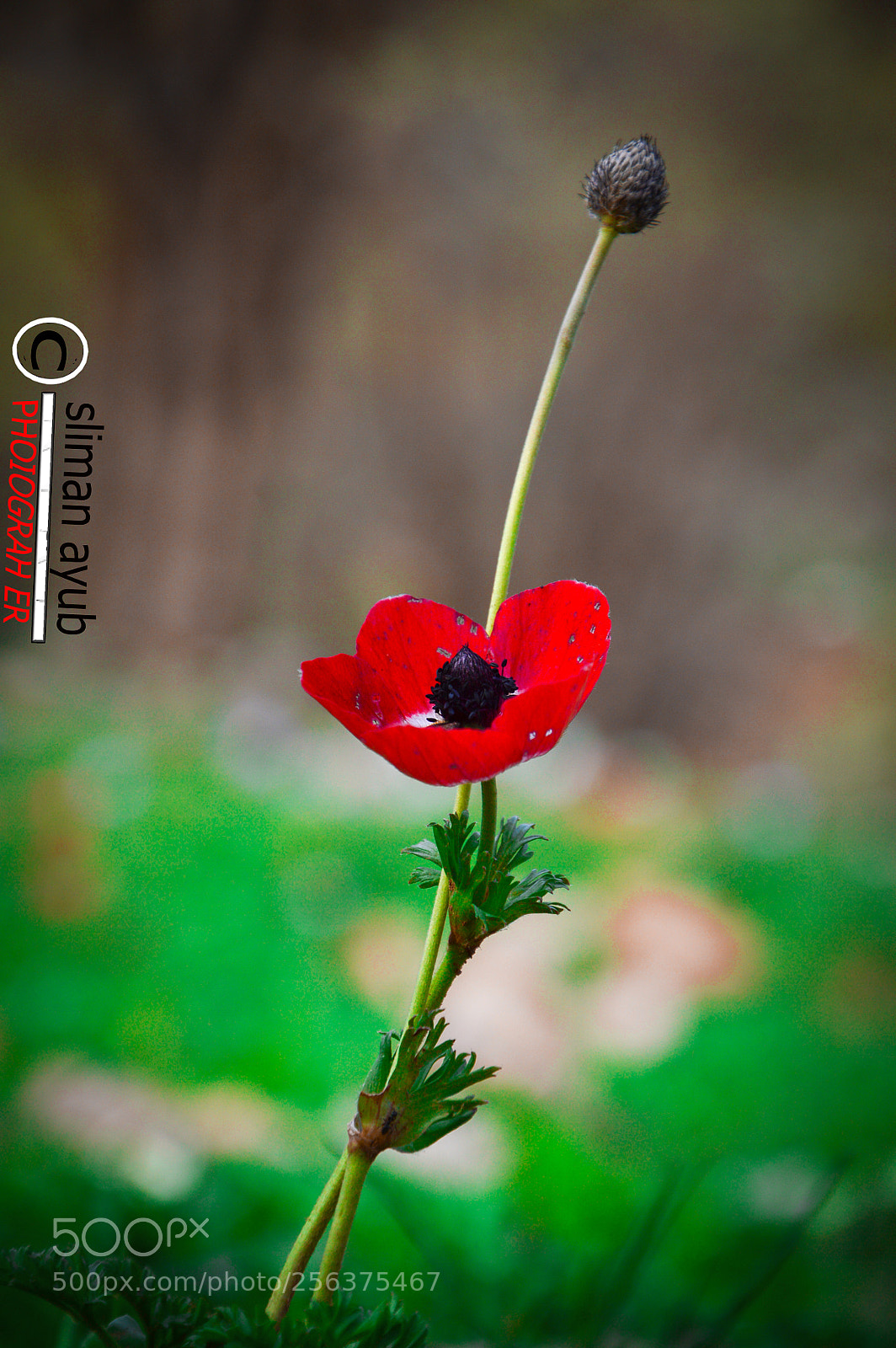 Nikon D3200 sample photo. Untitled photography