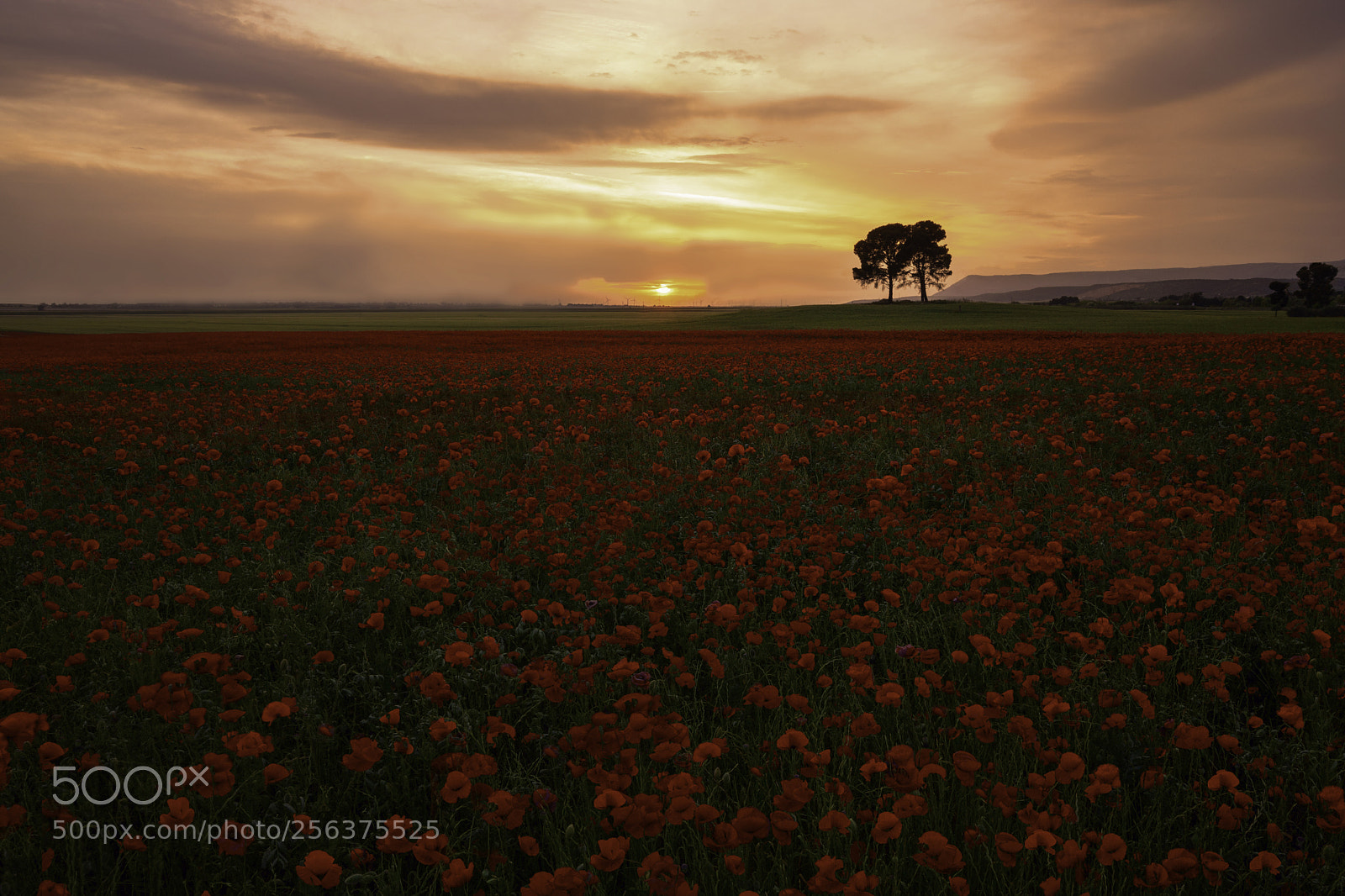Canon EOS 5D Mark IV sample photo. Al calar del sole photography