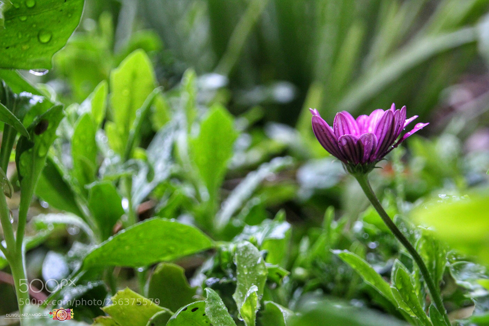 Canon EOS 700D (EOS Rebel T5i / EOS Kiss X7i) sample photo. Untitled photography