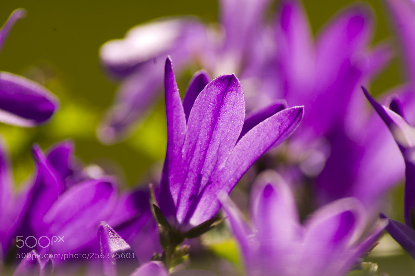 Pentax K-x sample photo. Glockenblume photography