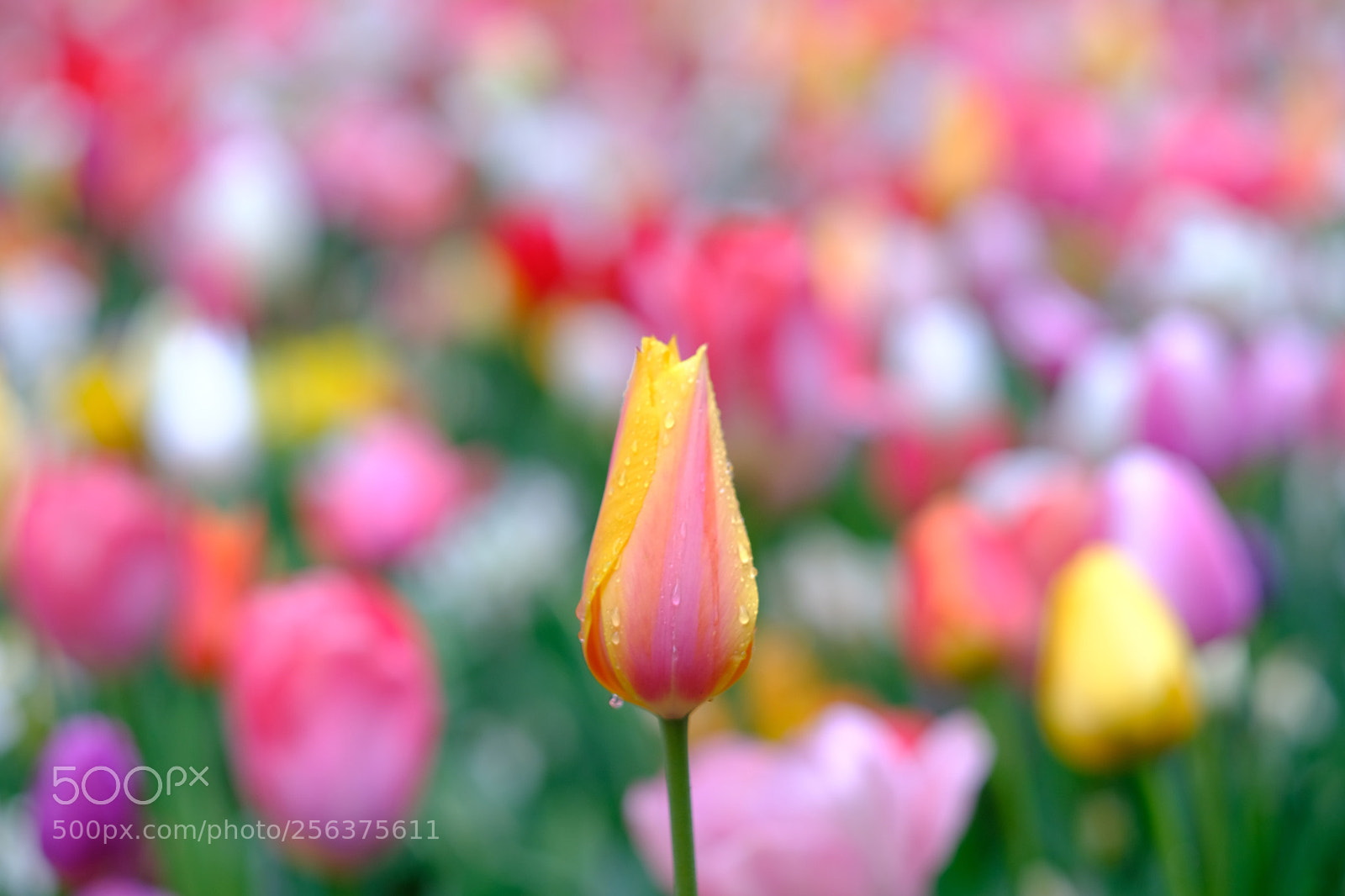 Fujifilm X-T20 sample photo. Tulip photography