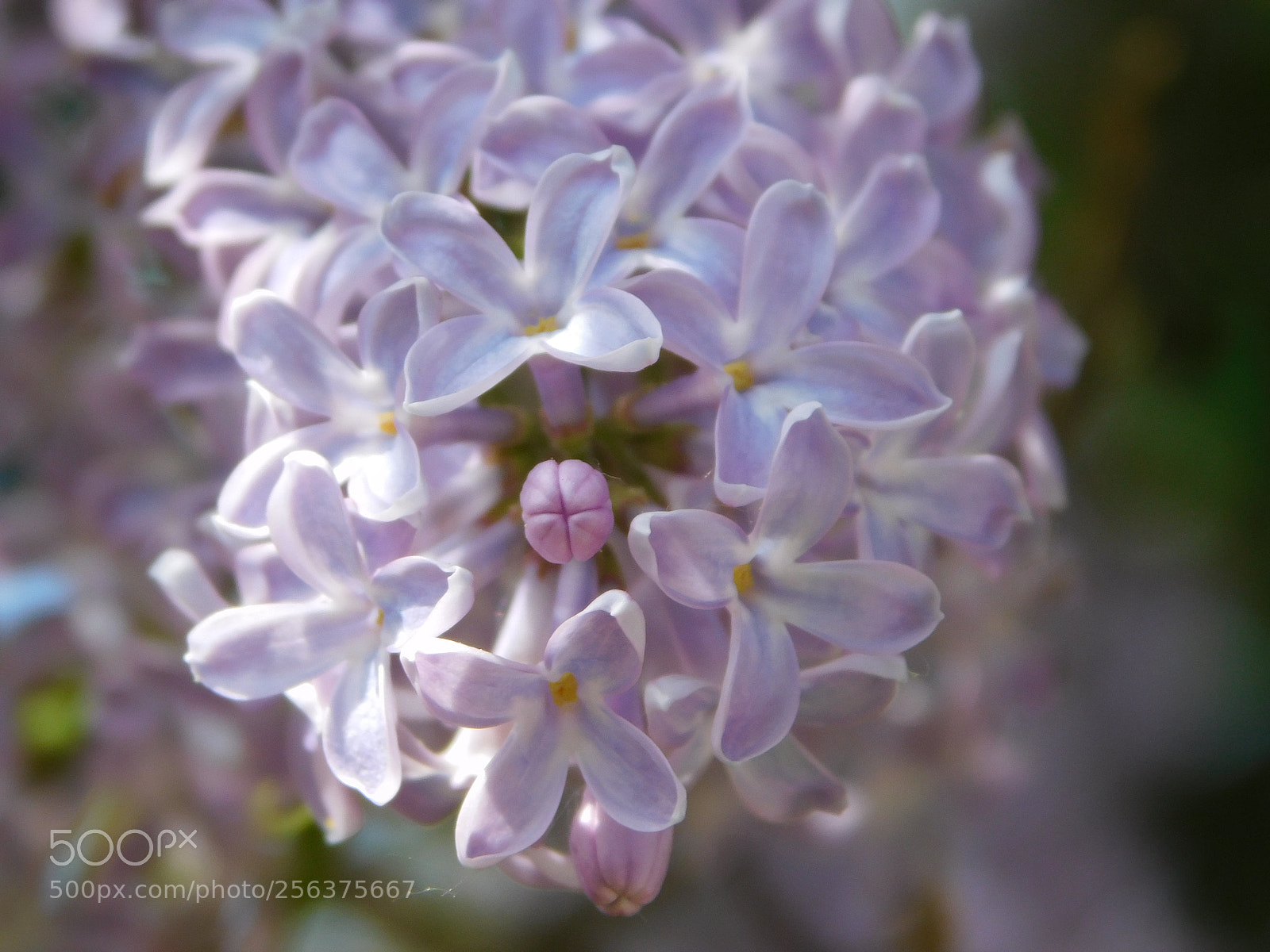 Nikon Coolpix L840 sample photo. Lilac photography