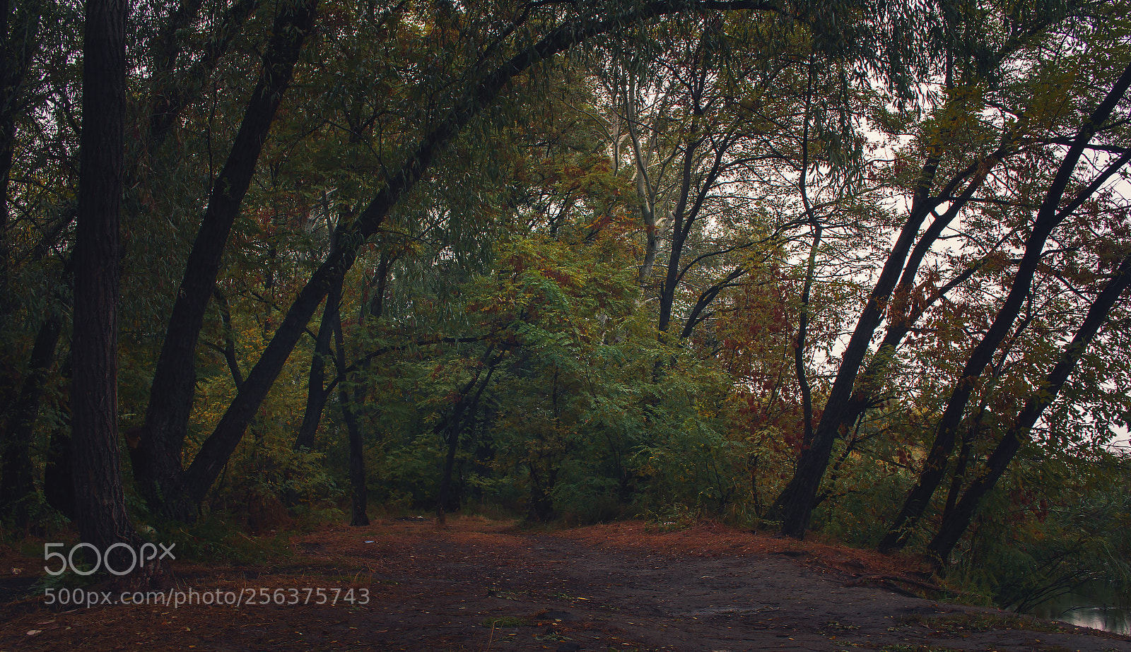Canon EOS 60D sample photo. In the woods photography
