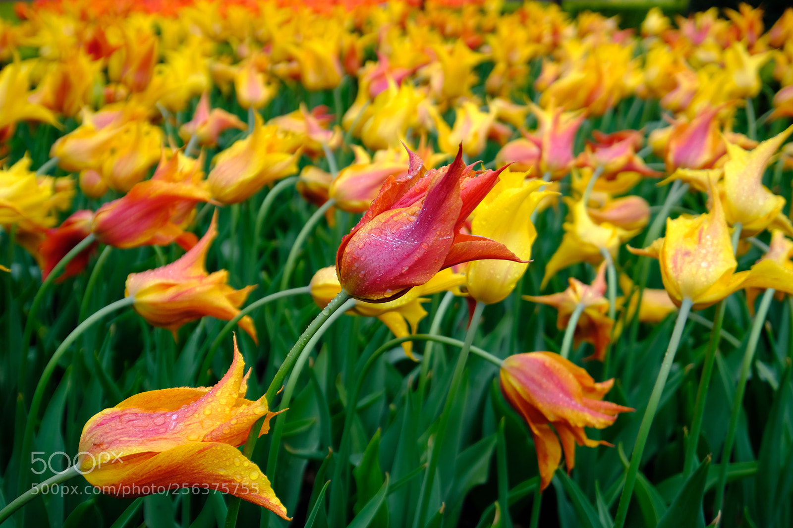 Fujifilm X-T20 sample photo. Tulip photography