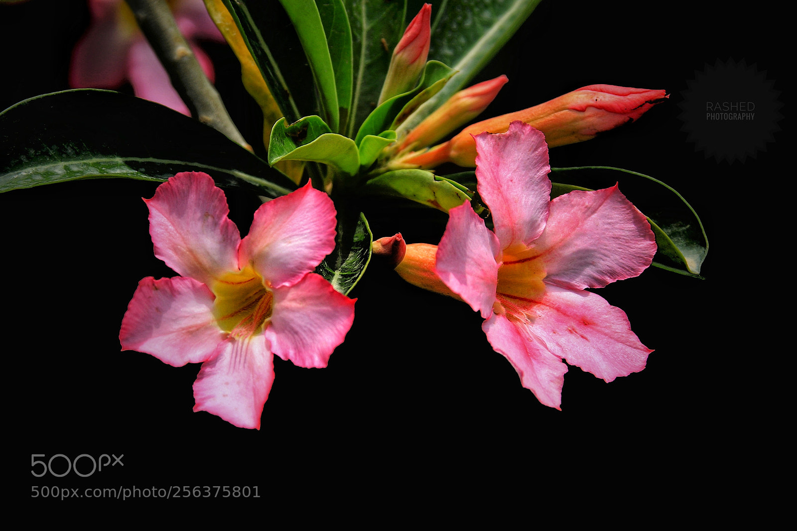 Canon EOS 7D Mark II sample photo. Untitled photography