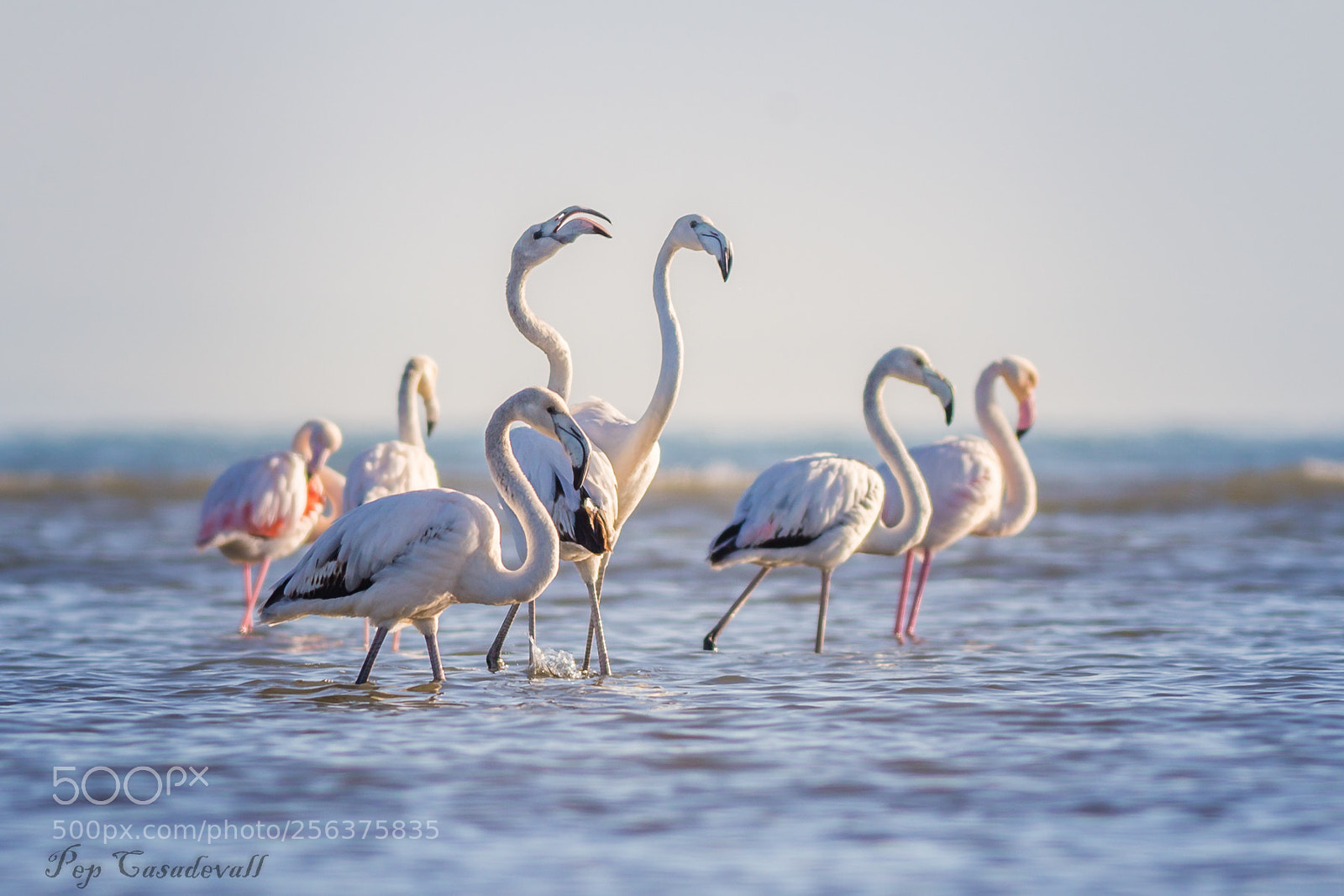 Canon EOS 6D sample photo. Flamingos photography