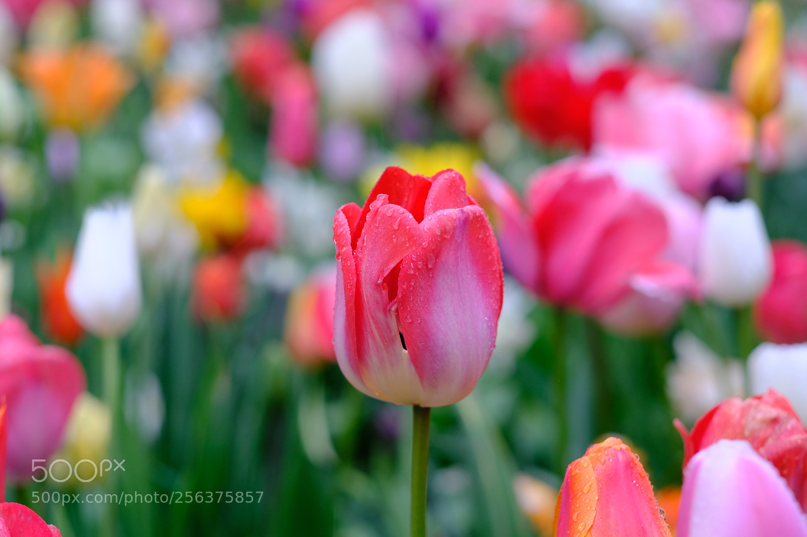 Fujifilm X-T20 sample photo. Tulip photography