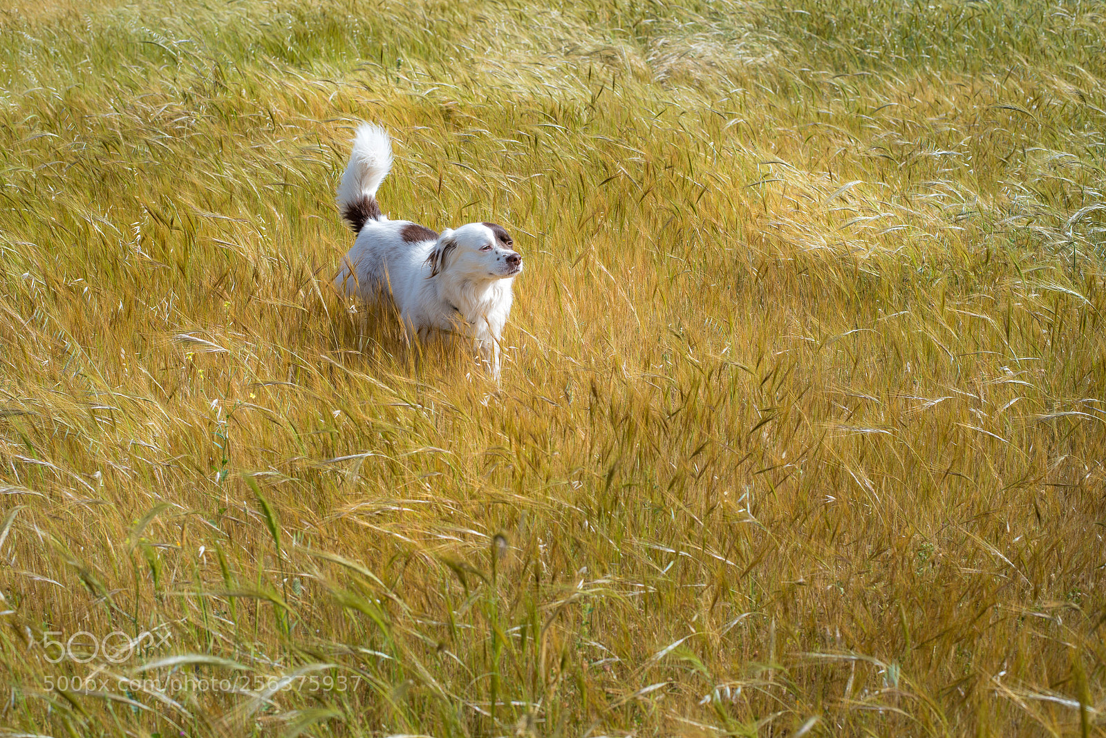 Nikon D750 sample photo. Summer is already here photography