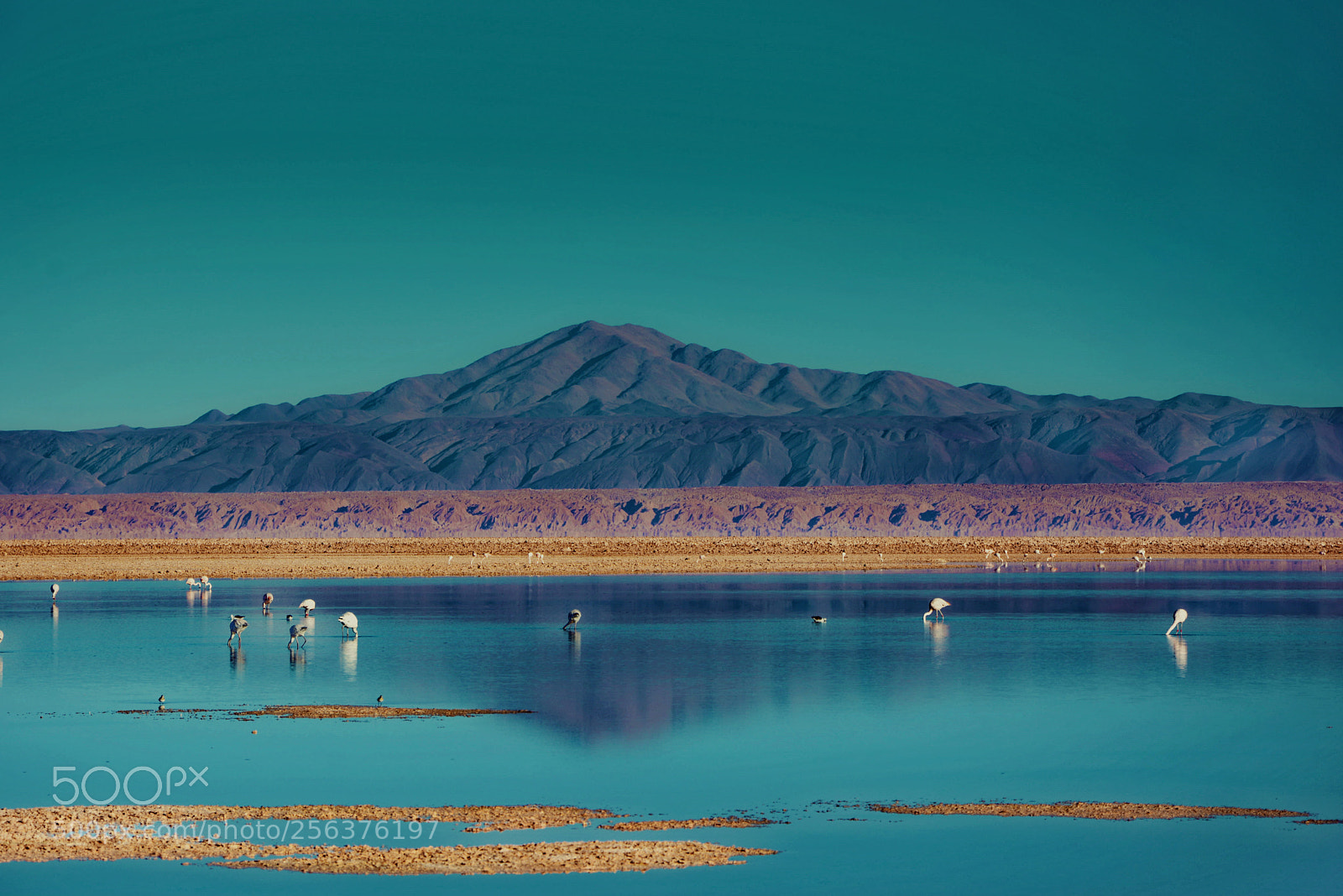 Nikon D7100 sample photo. Monte kimal - salar photography