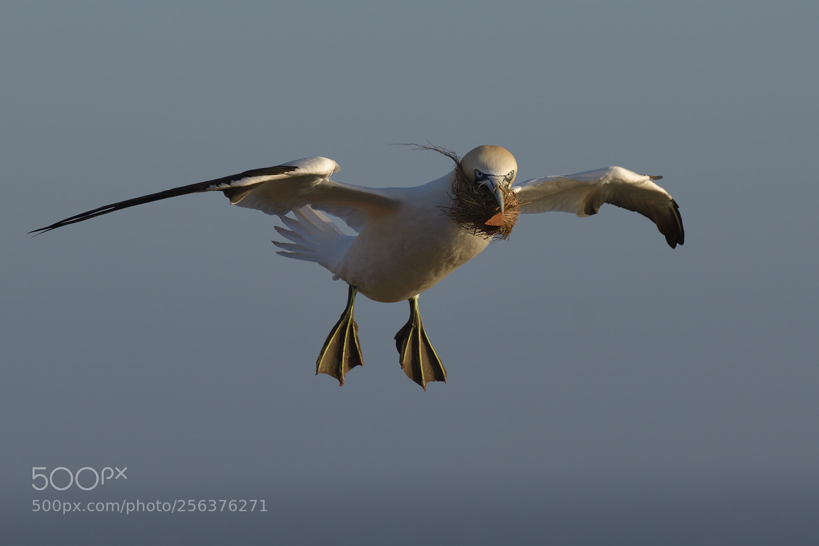 Nikon D850 sample photo. Nesting photography