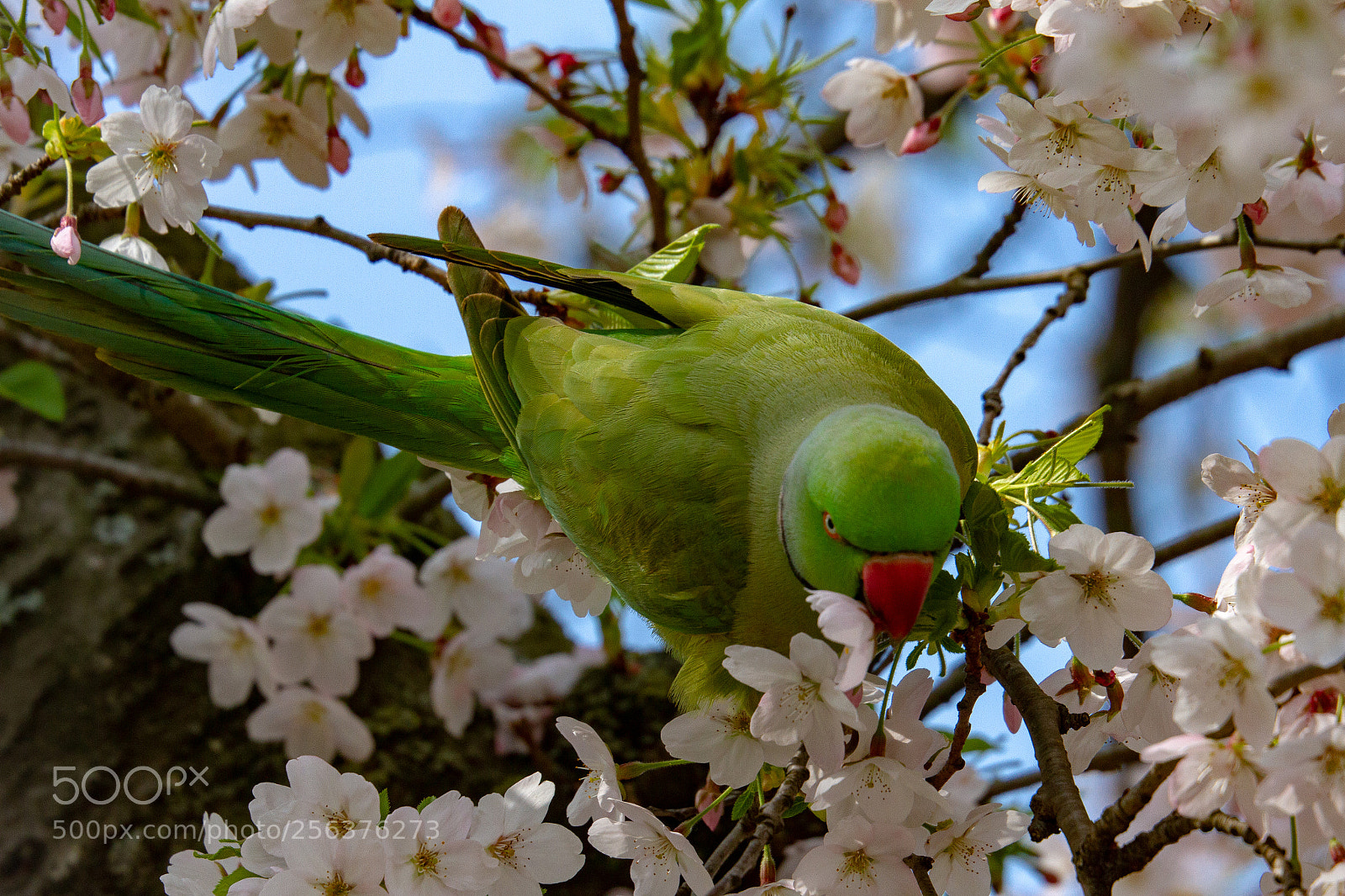 Canon EOS 7D sample photo. Parakeet photography
