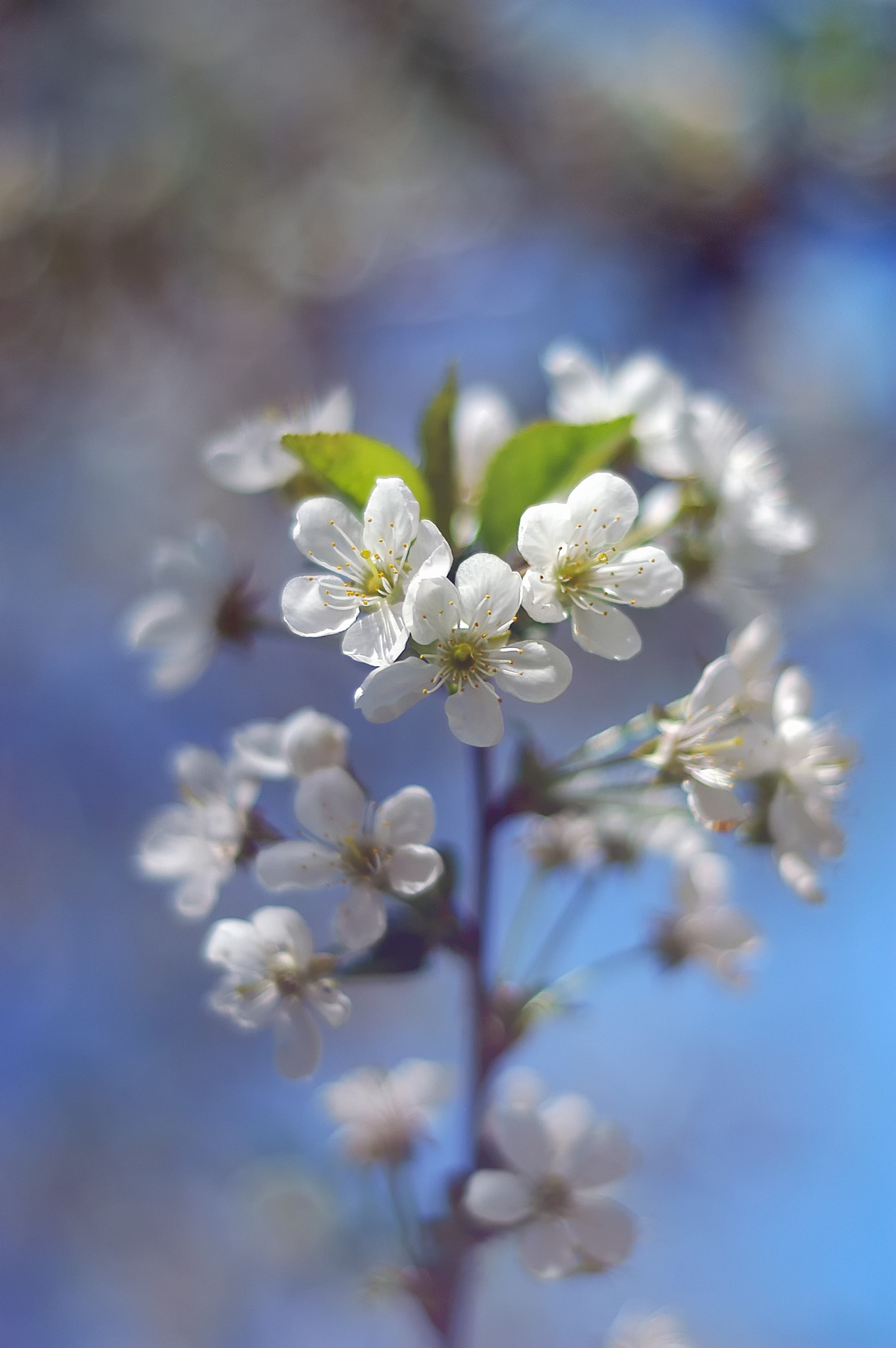 Nikon D100 sample photo. Spring is coming photography