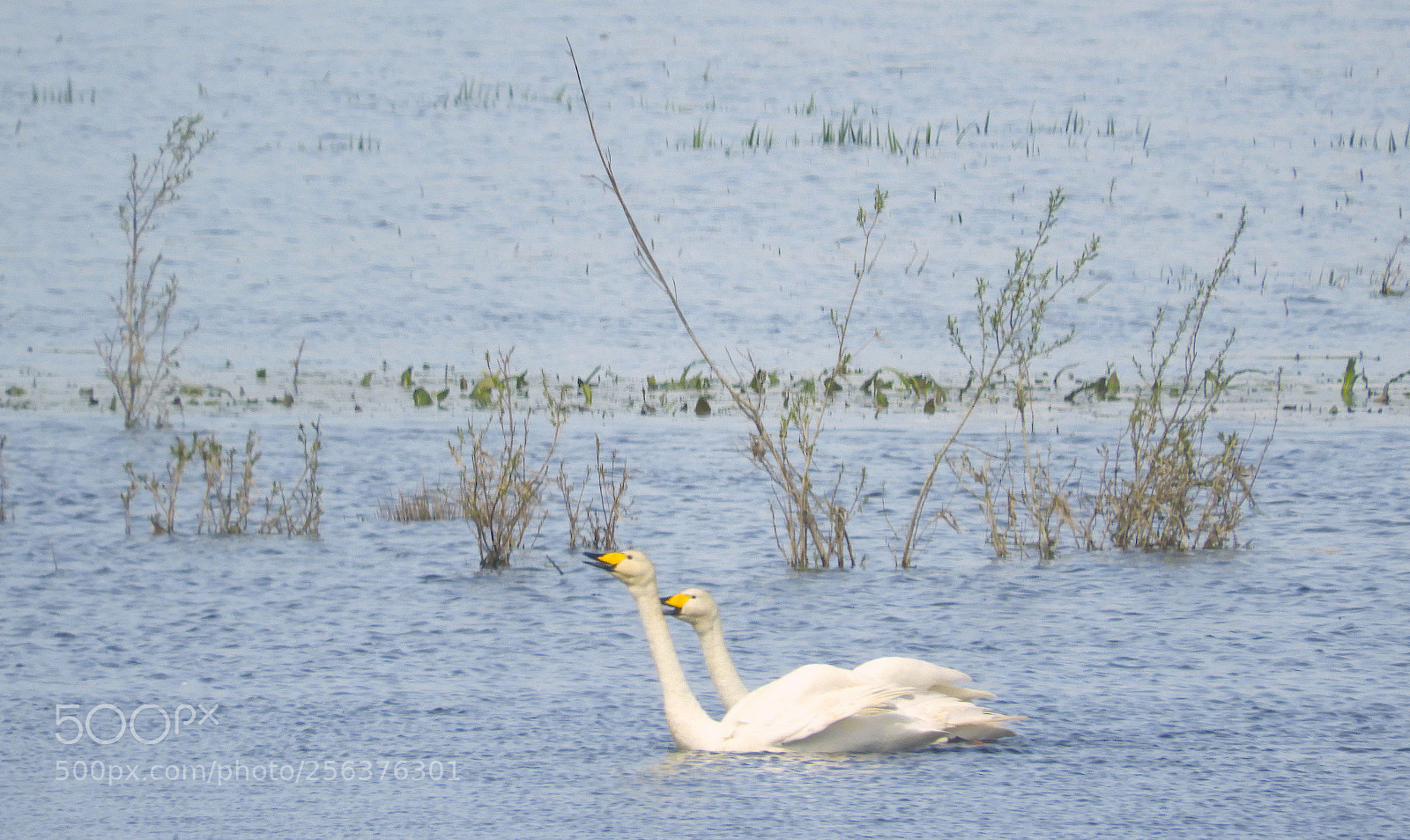 Nikon Coolpix B700 sample photo. Whooper swans photography