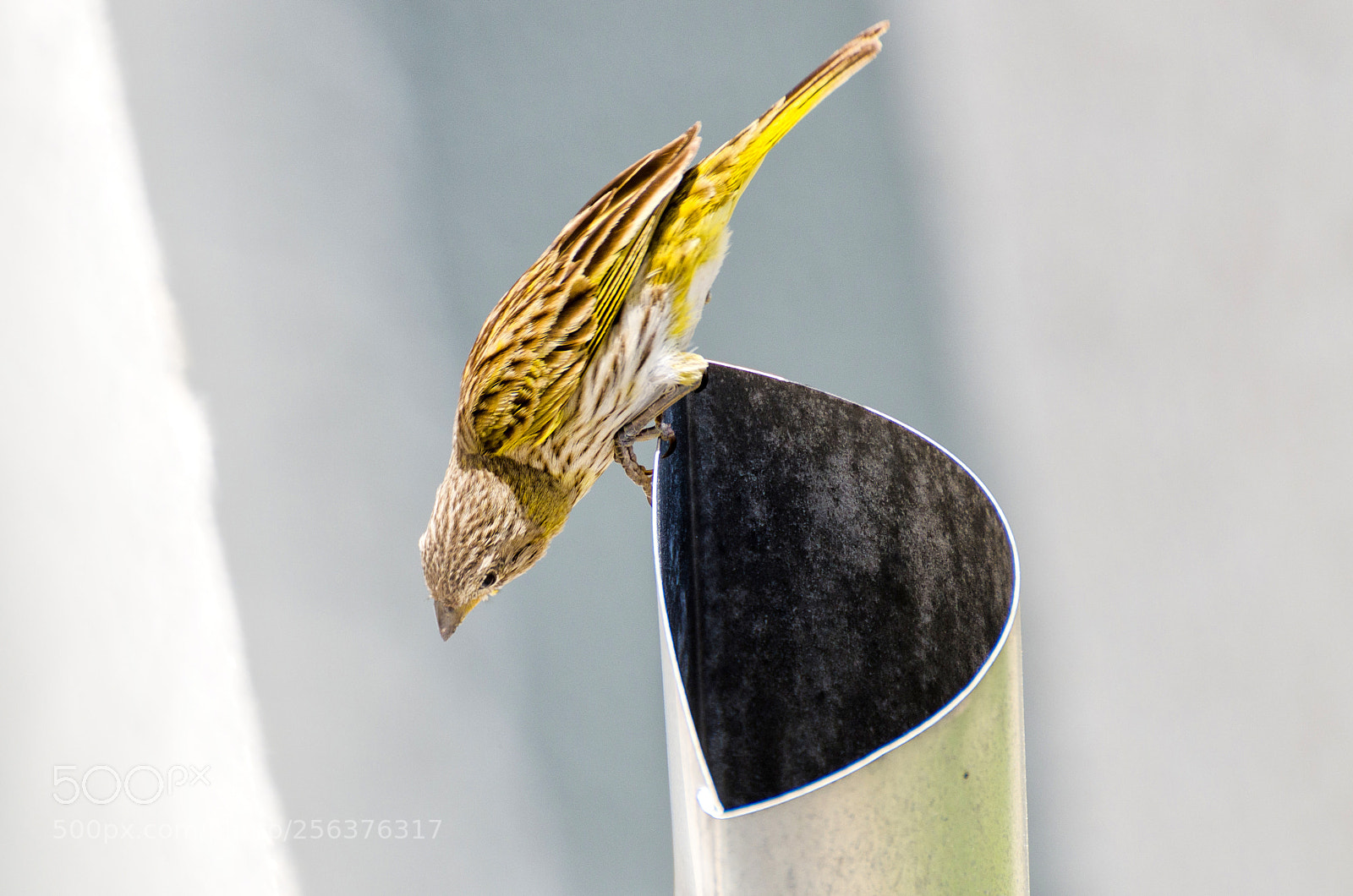 Nikon D7000 sample photo. The bird photography