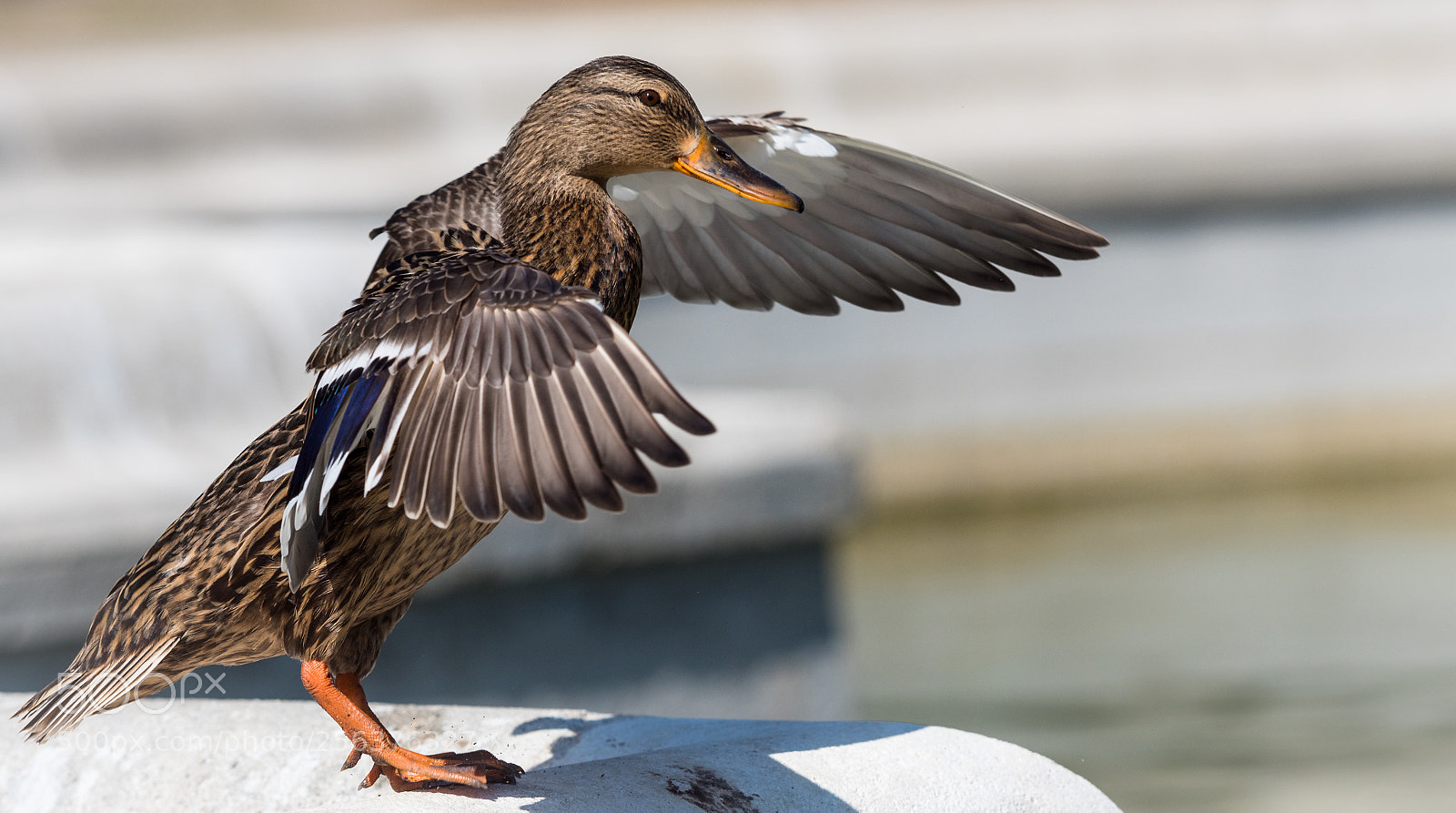 Olympus OM-D E-M5 II sample photo. Duck will regulates the photography